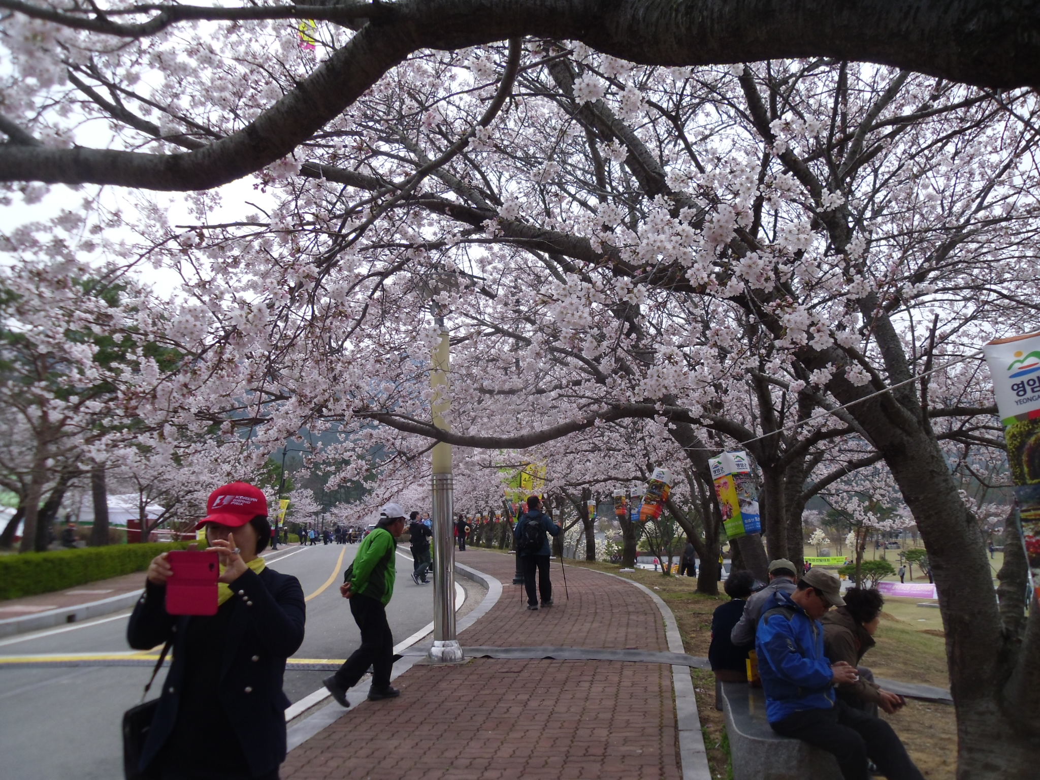 벚꽃 가로수는 이렇게. 첨부#2