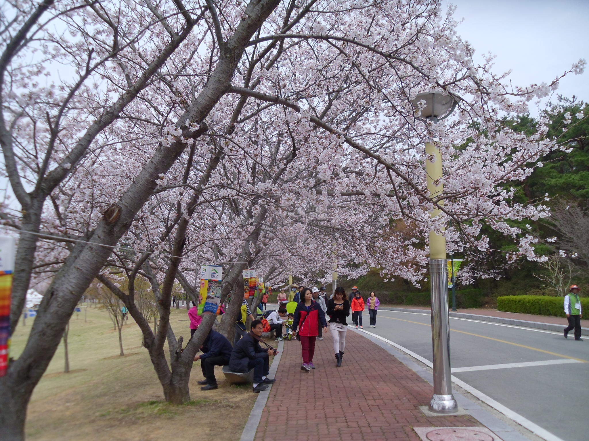 벚꽃 가로수는 이렇게. 첨부#3
