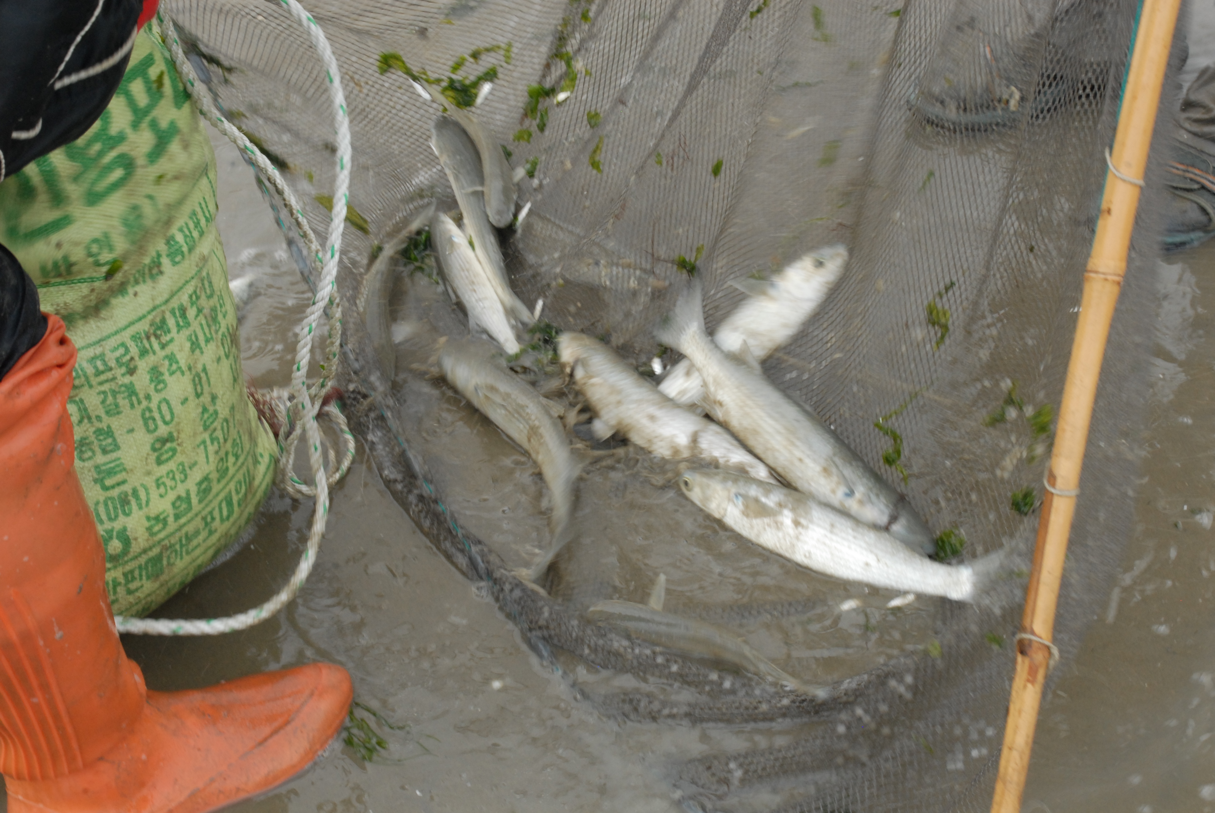 죽림 개막이 체험 첨부#6