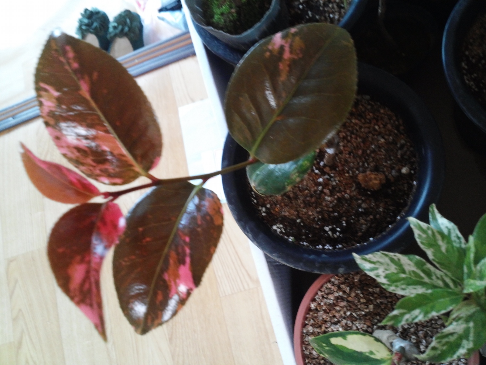 동백무늬종 이미지