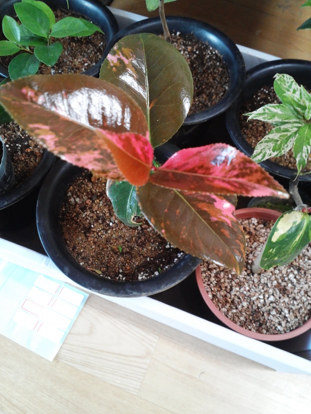 동백무늬종 이미지