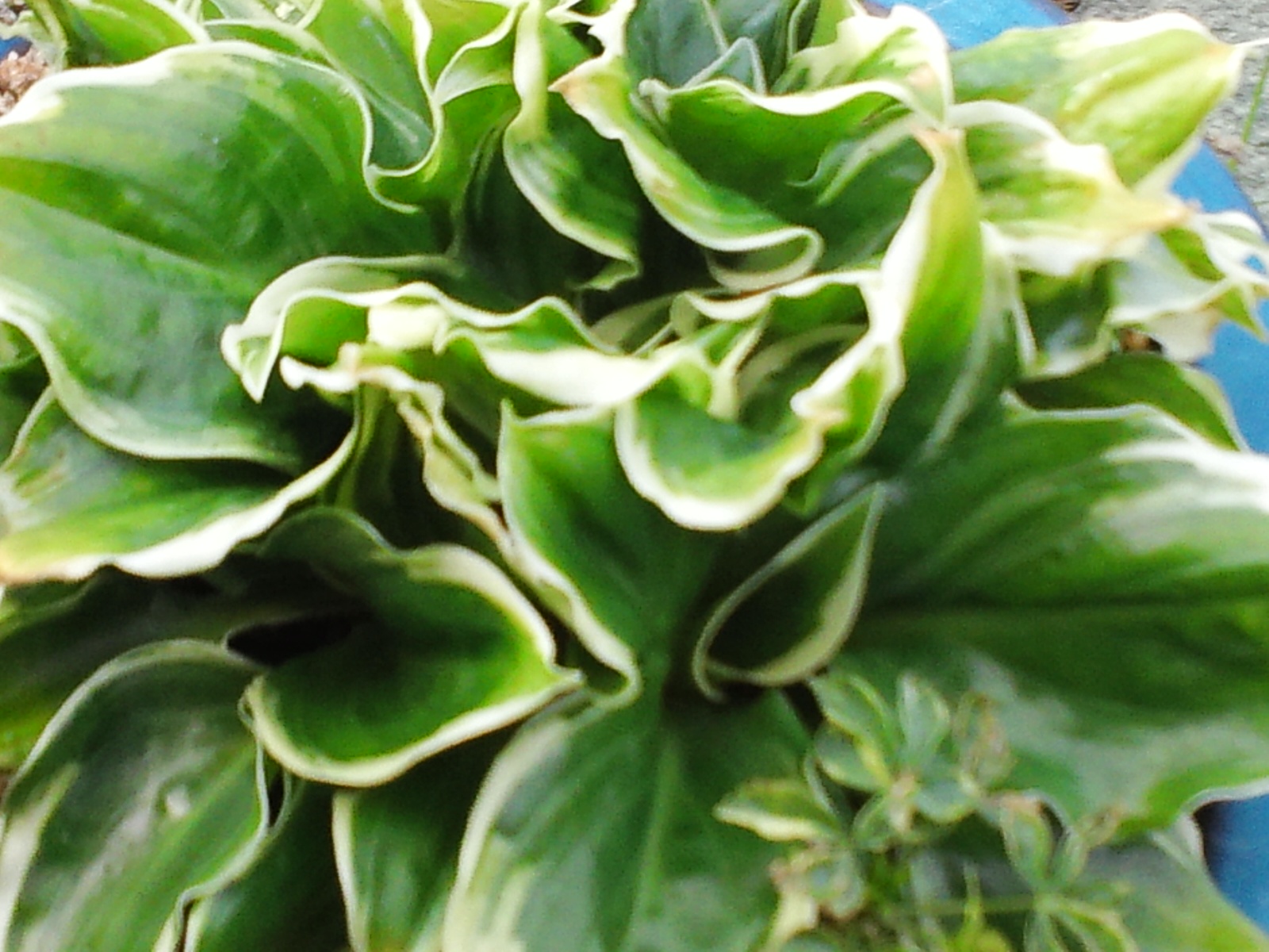 흑산도 비비추 이미지