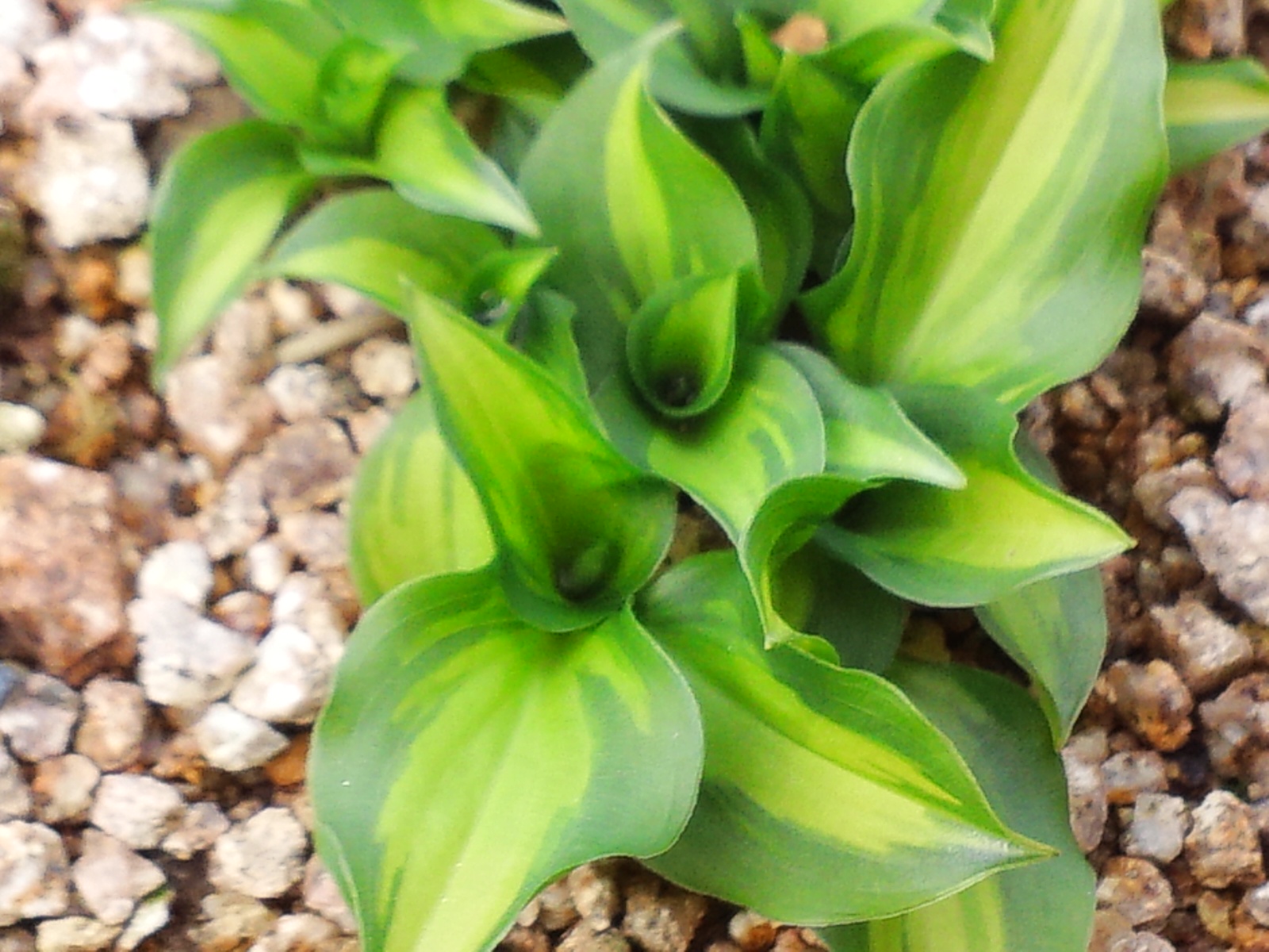 비비추 중투 이미지