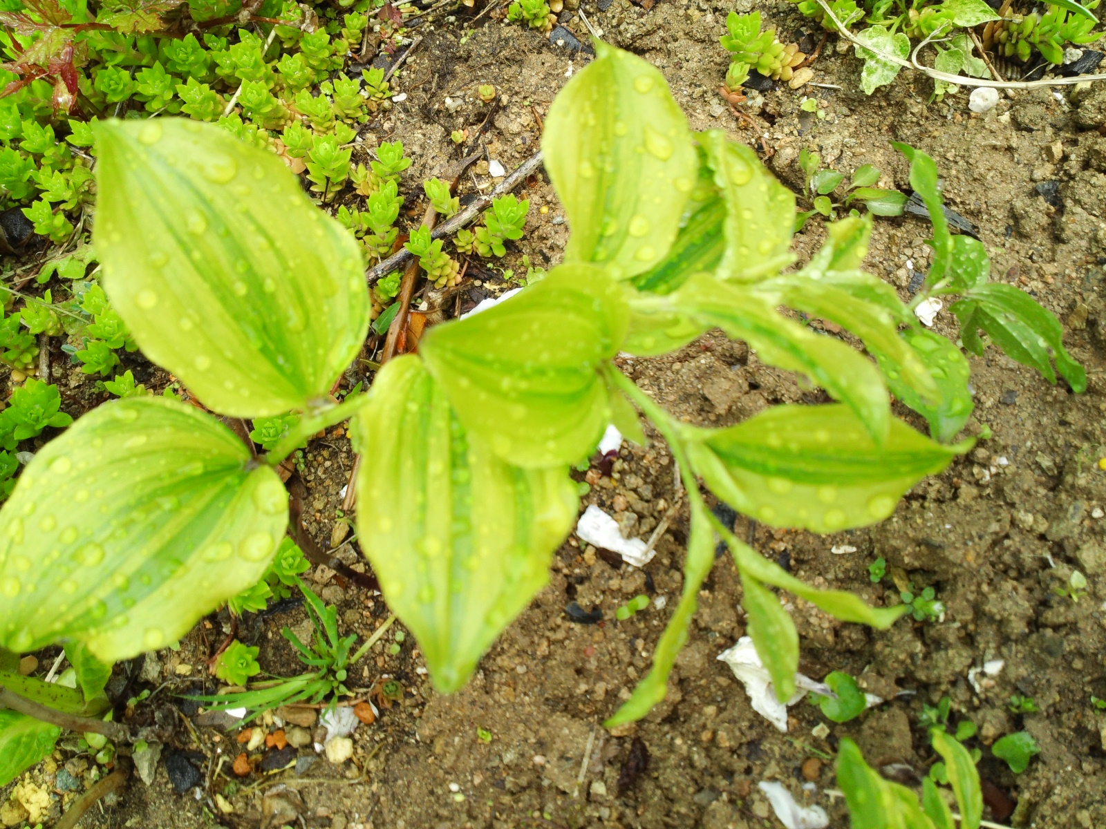 용둥굴레 이미지