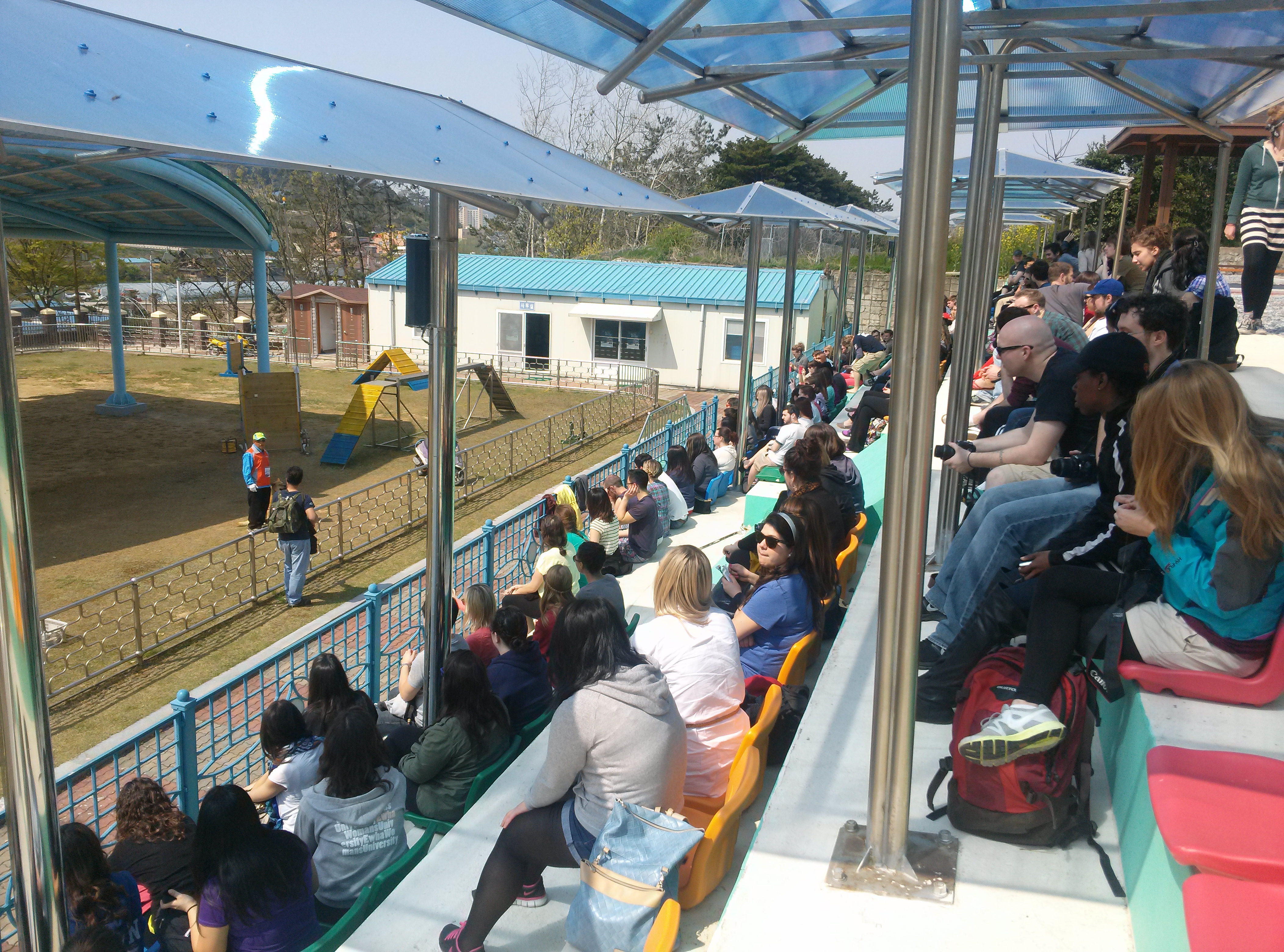 진도개 페스티벌 이미지