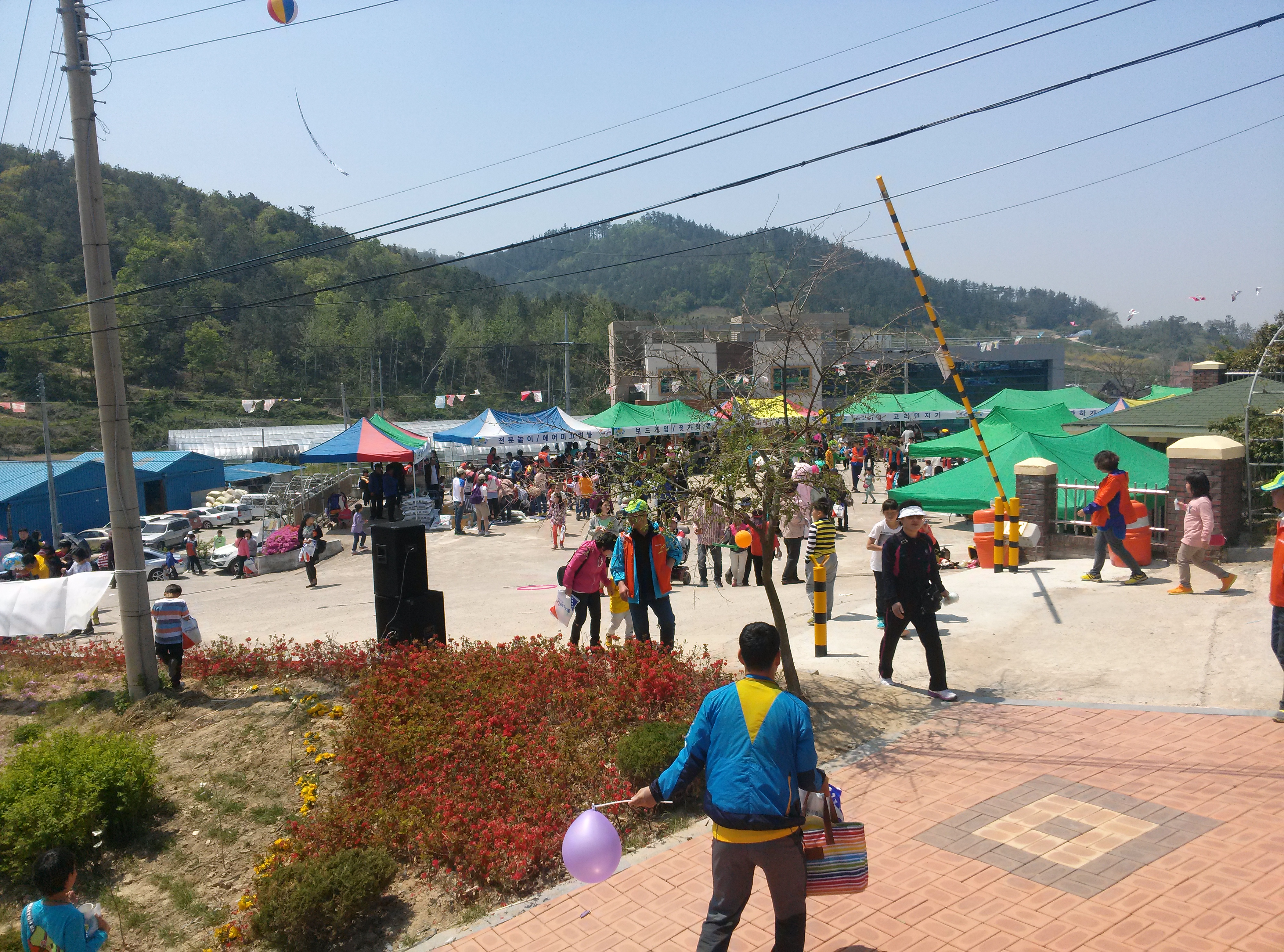 2013진도개페스티벌2 이미지