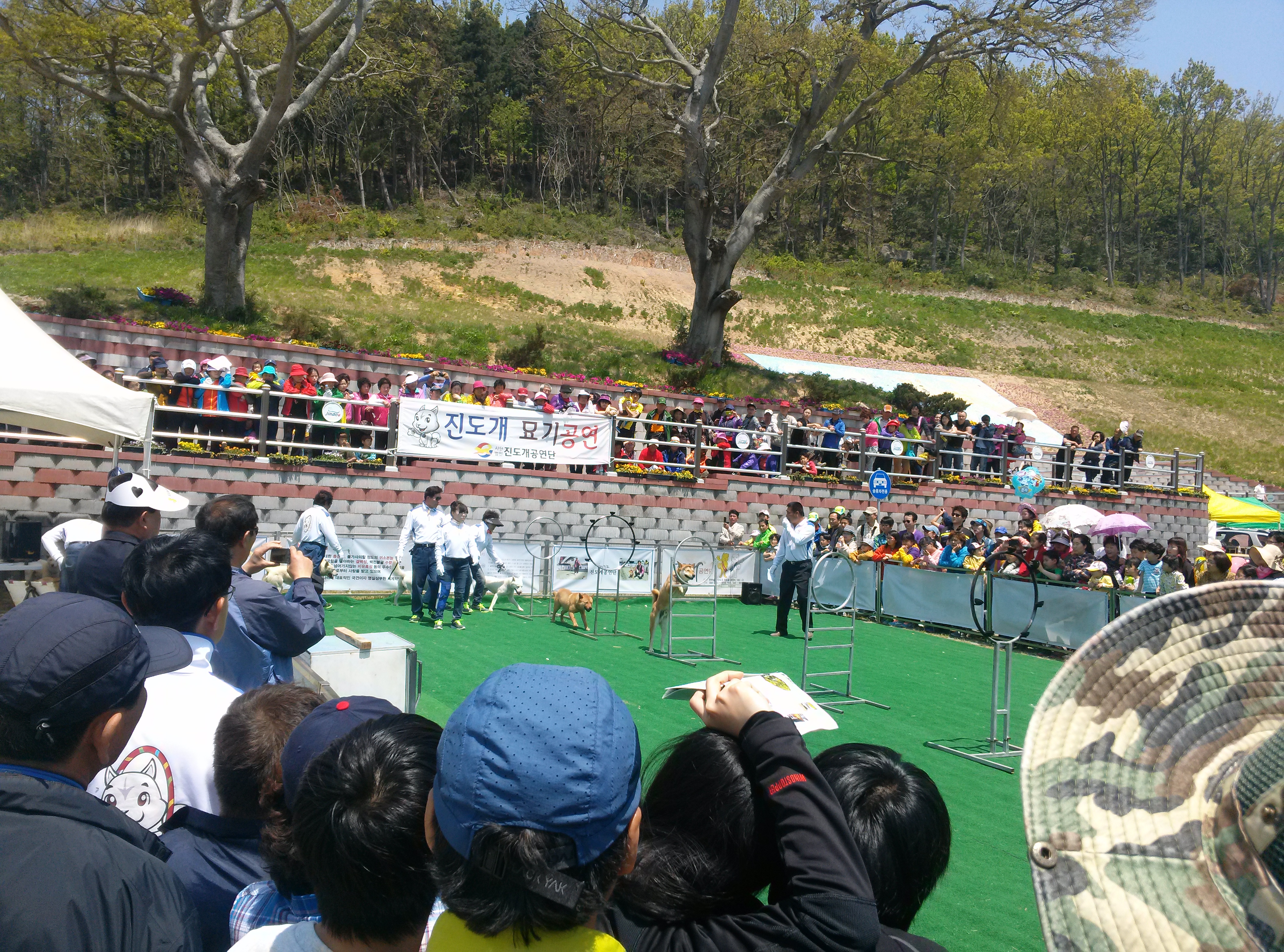 2013진도개페스티벌3 이미지