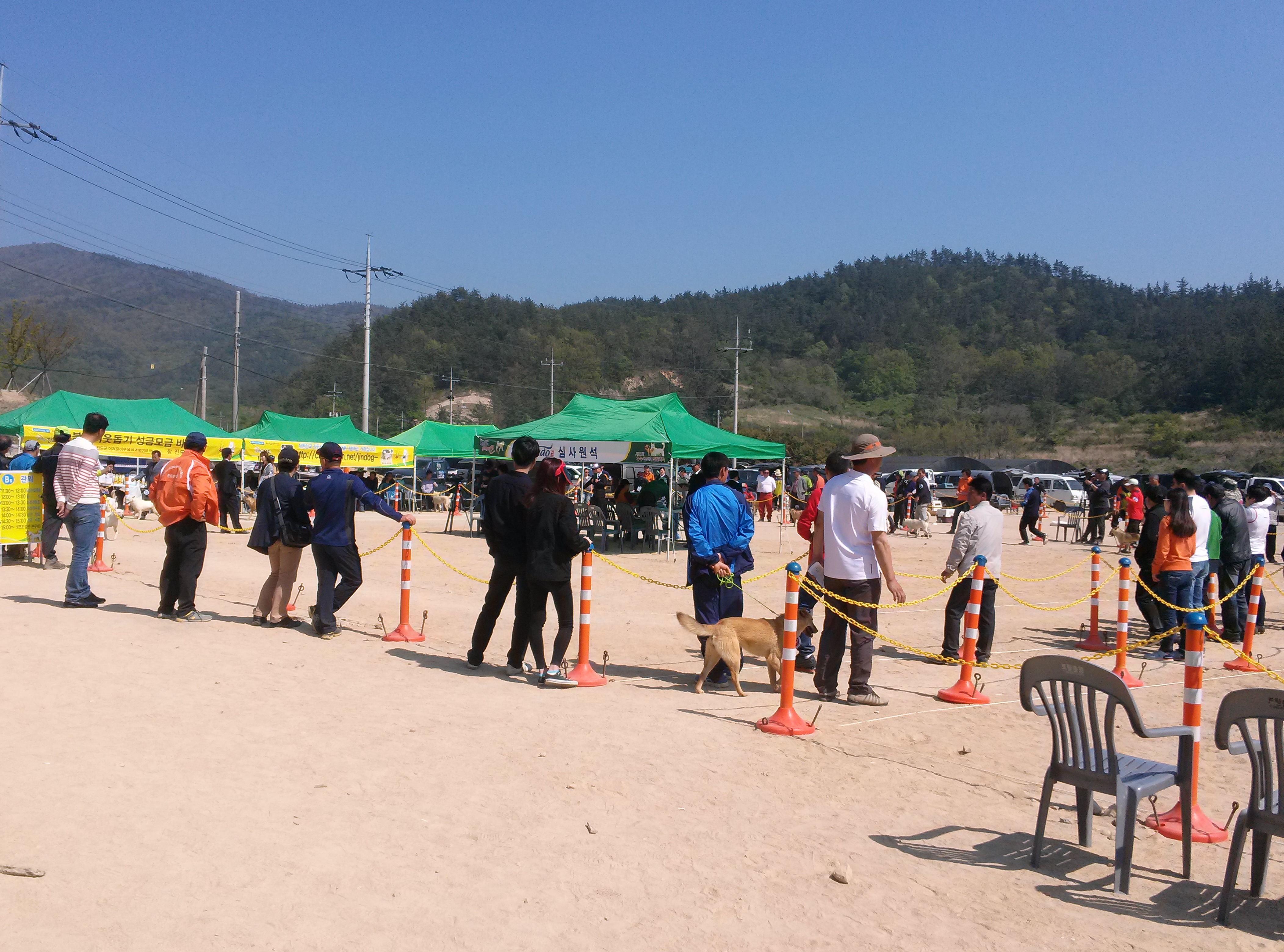 2013진도개페스티벌4 이미지