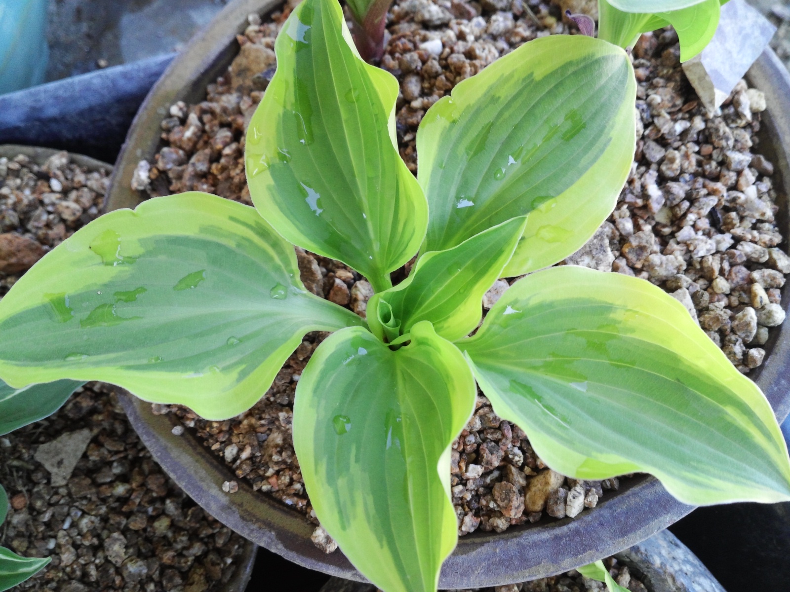 비비추무늬종(진도산) 이미지