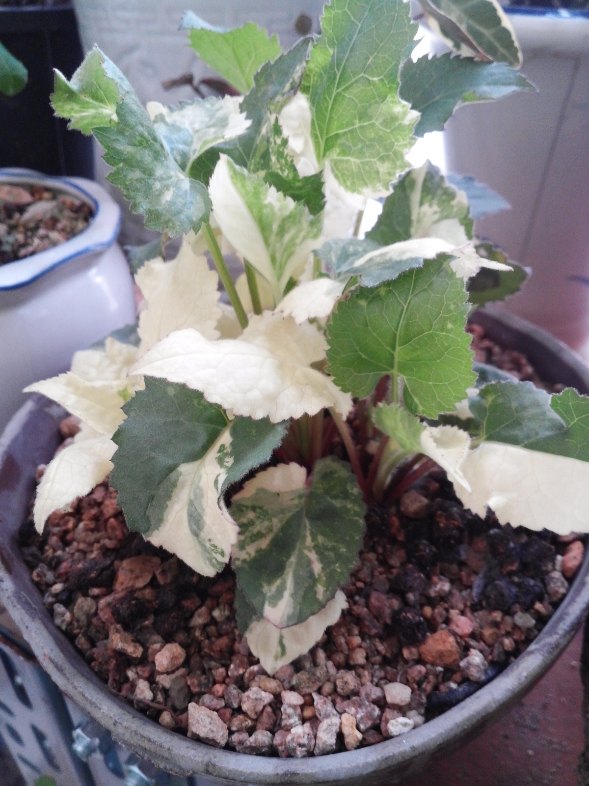 취나물 무늬종 이미지