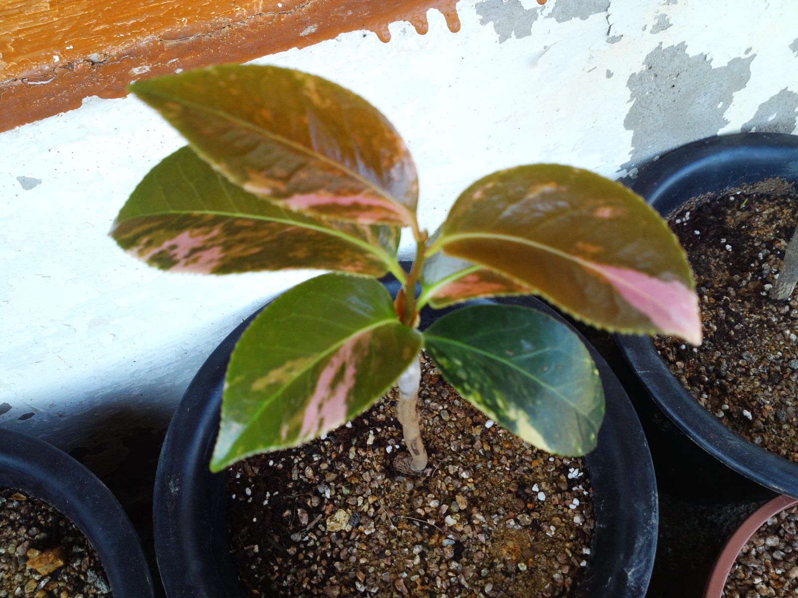 동백 무늬종 이미지