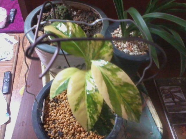 동백무늬종(접목) 이미지