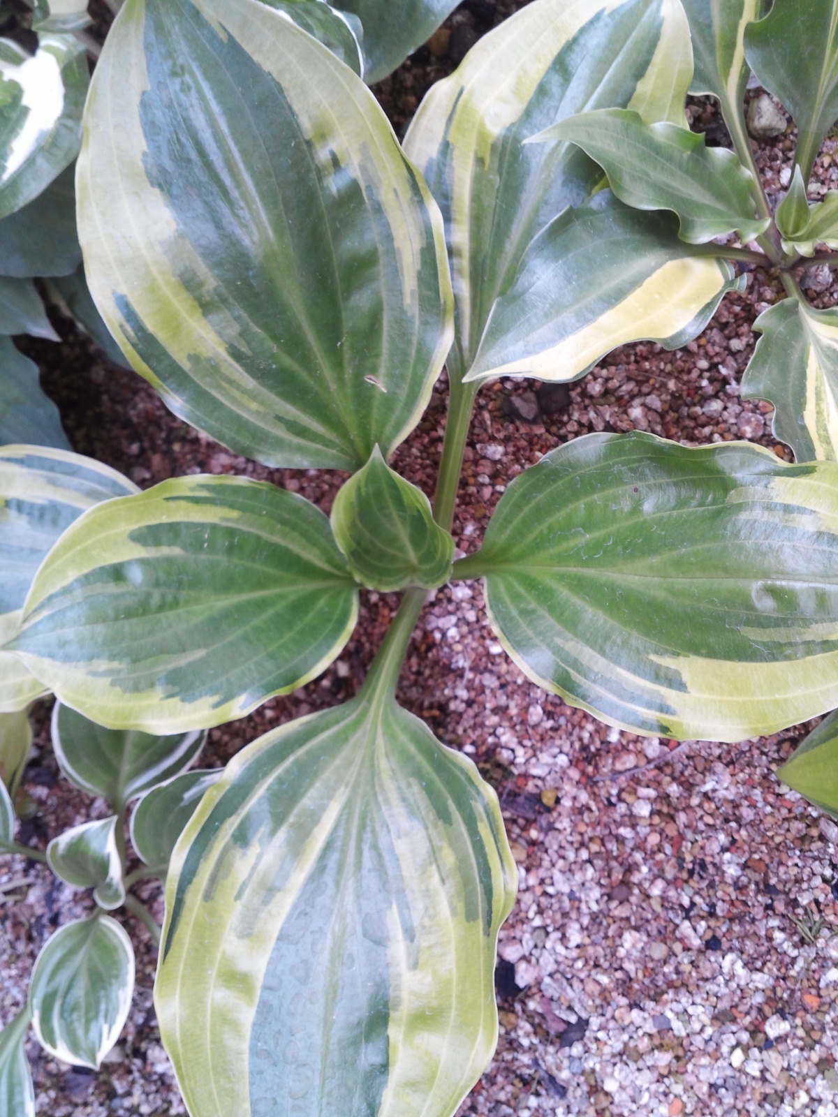 흑산도 비비추 이미지