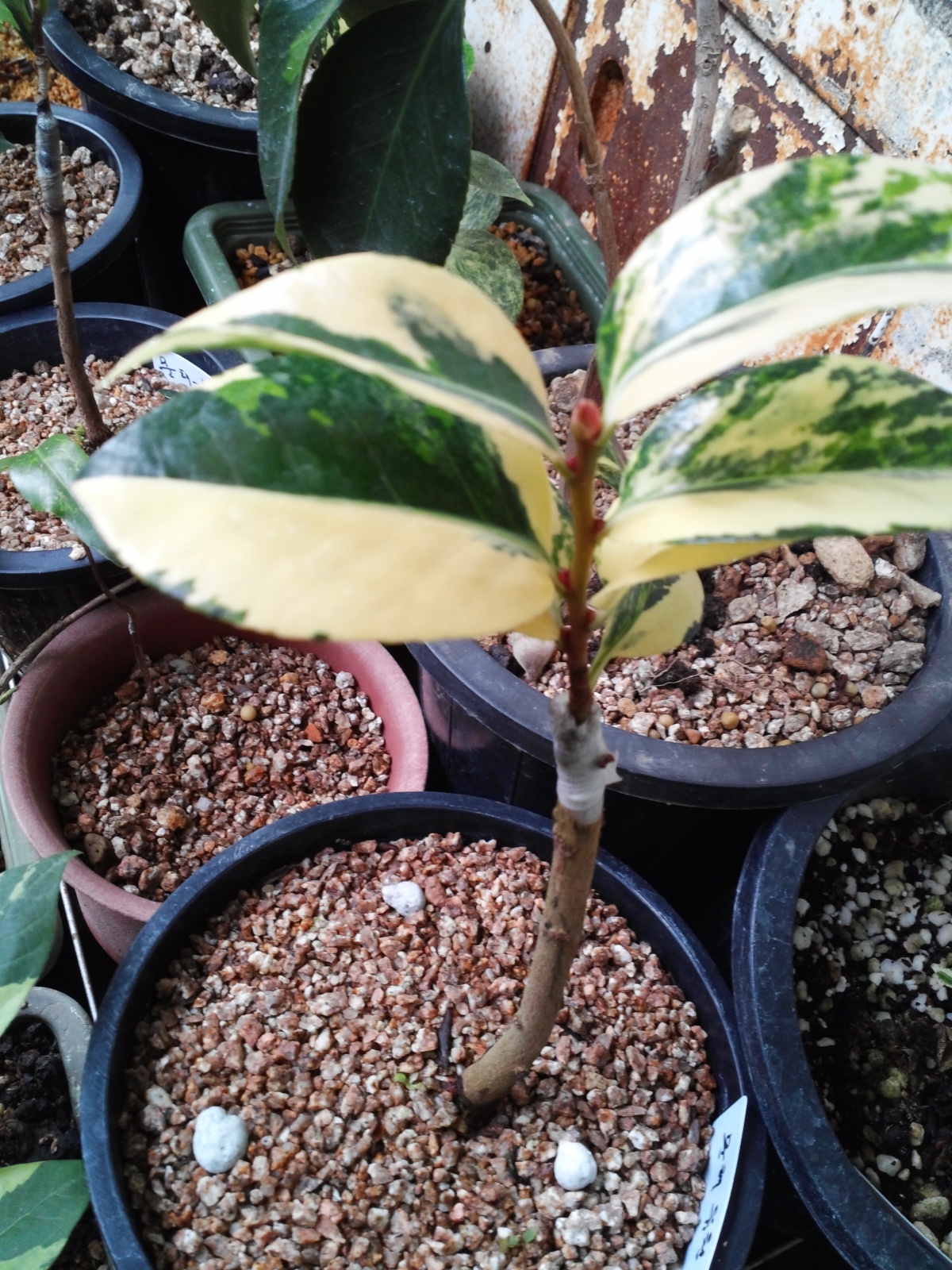 동백 무늬 이미지