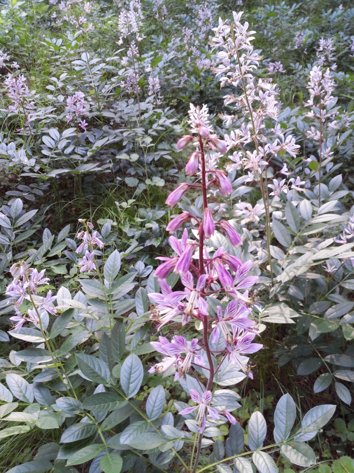 백선(봉삼) 이미지