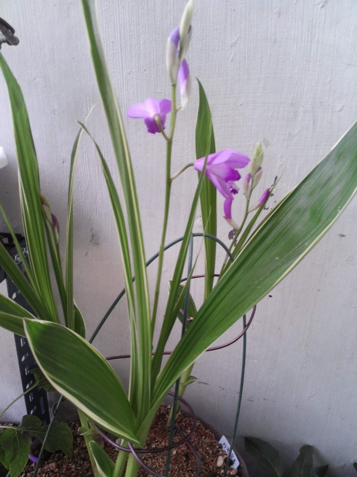 자란.복륜 이미지