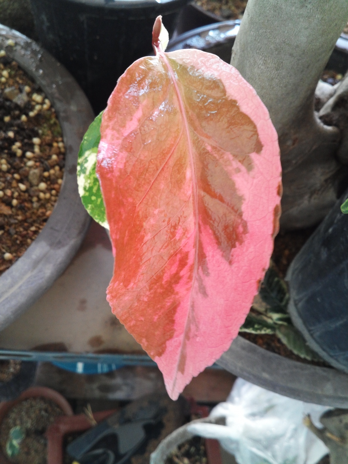 진도산 동백무늬종 이미지