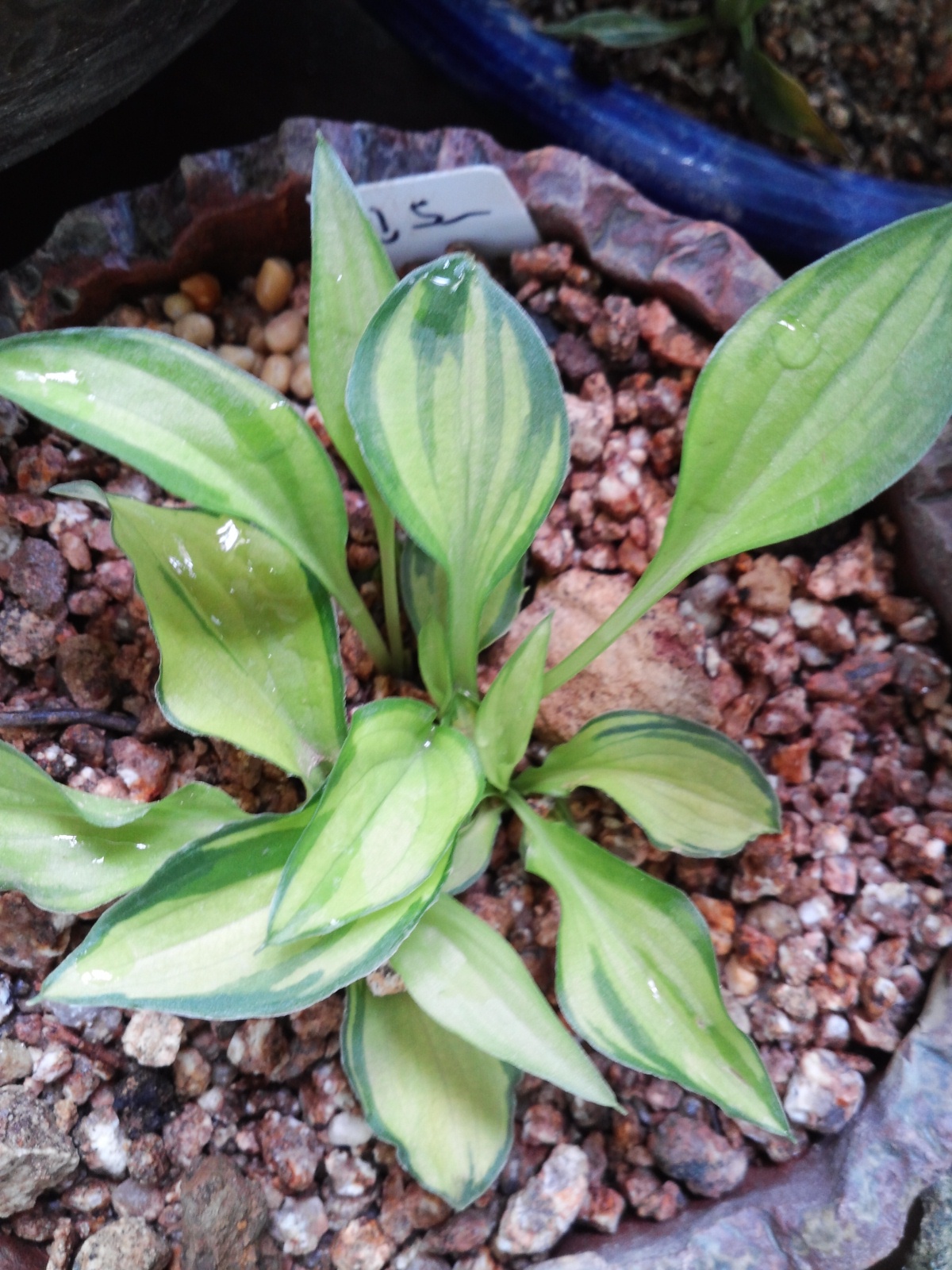 진도산 무늬비비추 이미지