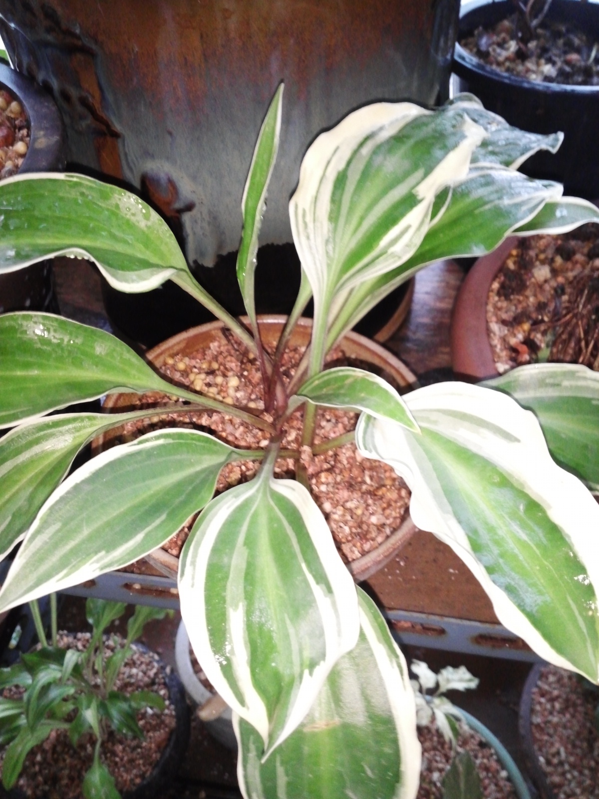 흑산도비비추 이미지