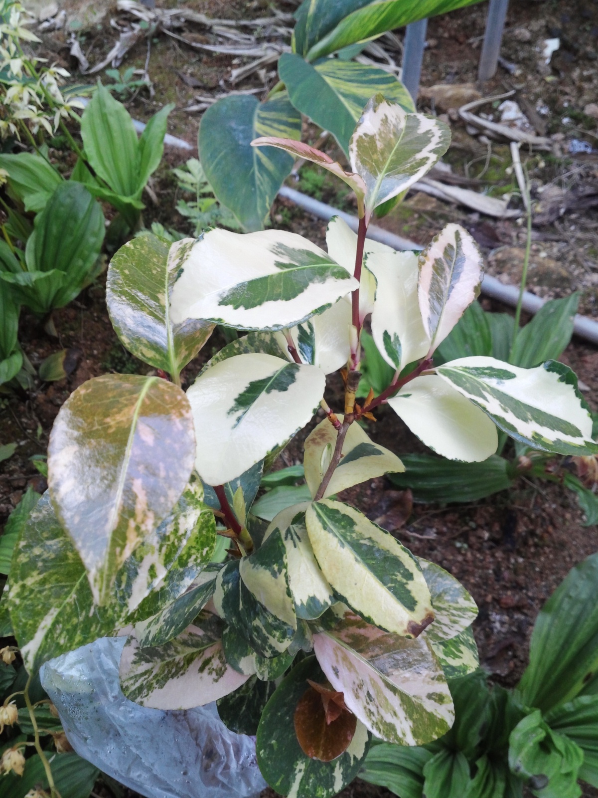 무늬동백 이미지