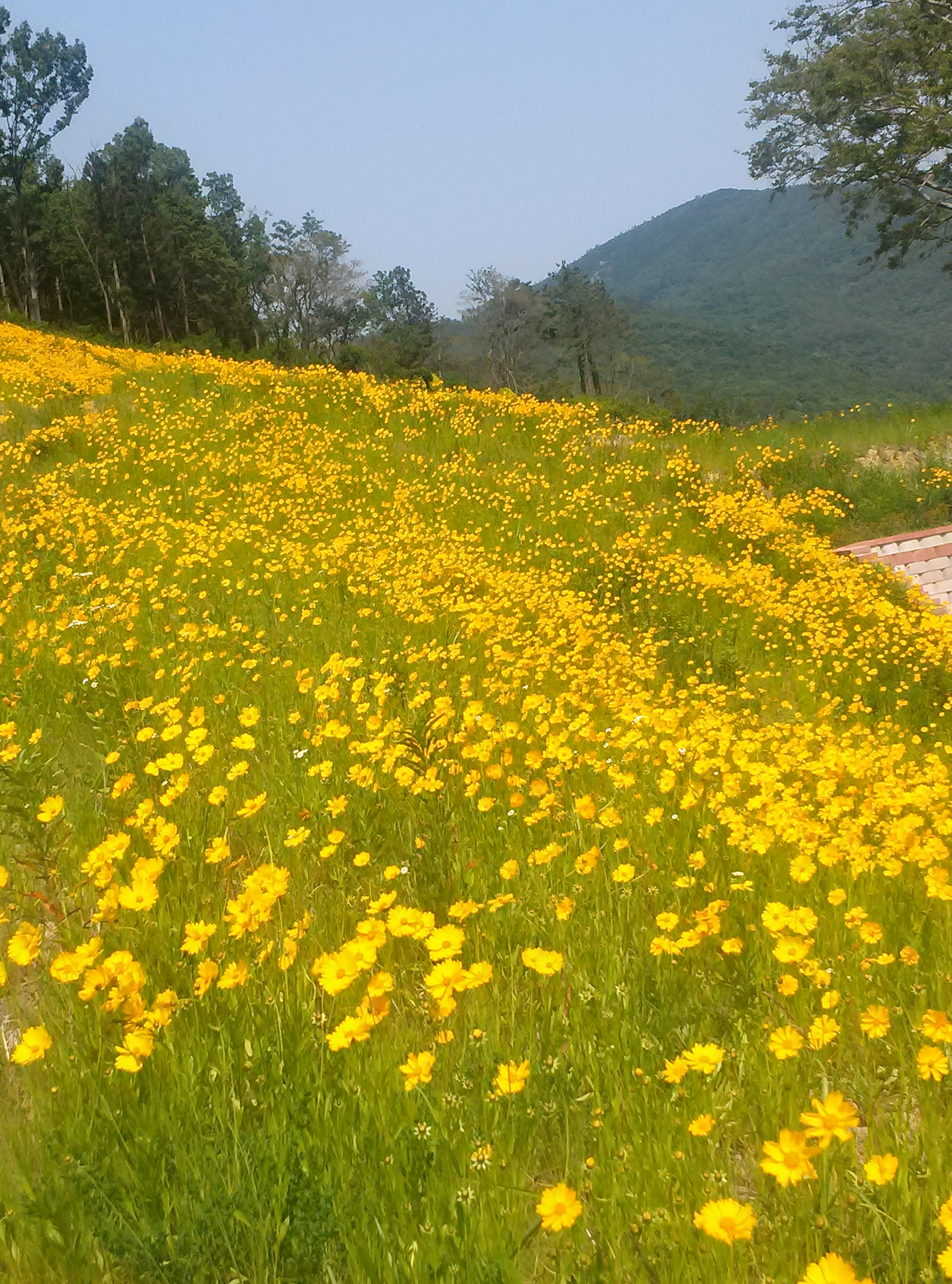 진도개 테마파크의  금계국 이미지