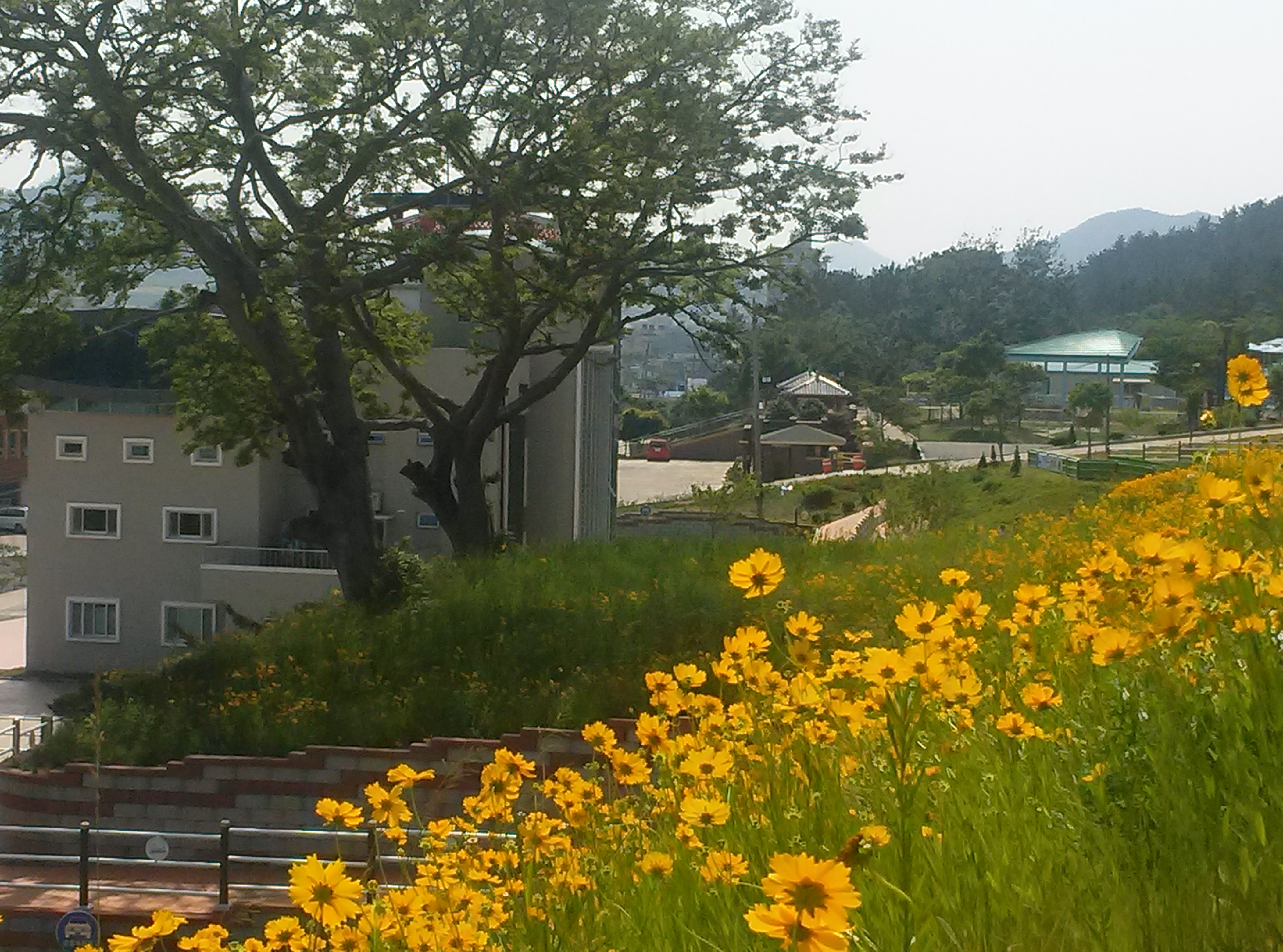 진도개 테마파크의  금계국 첨부#2