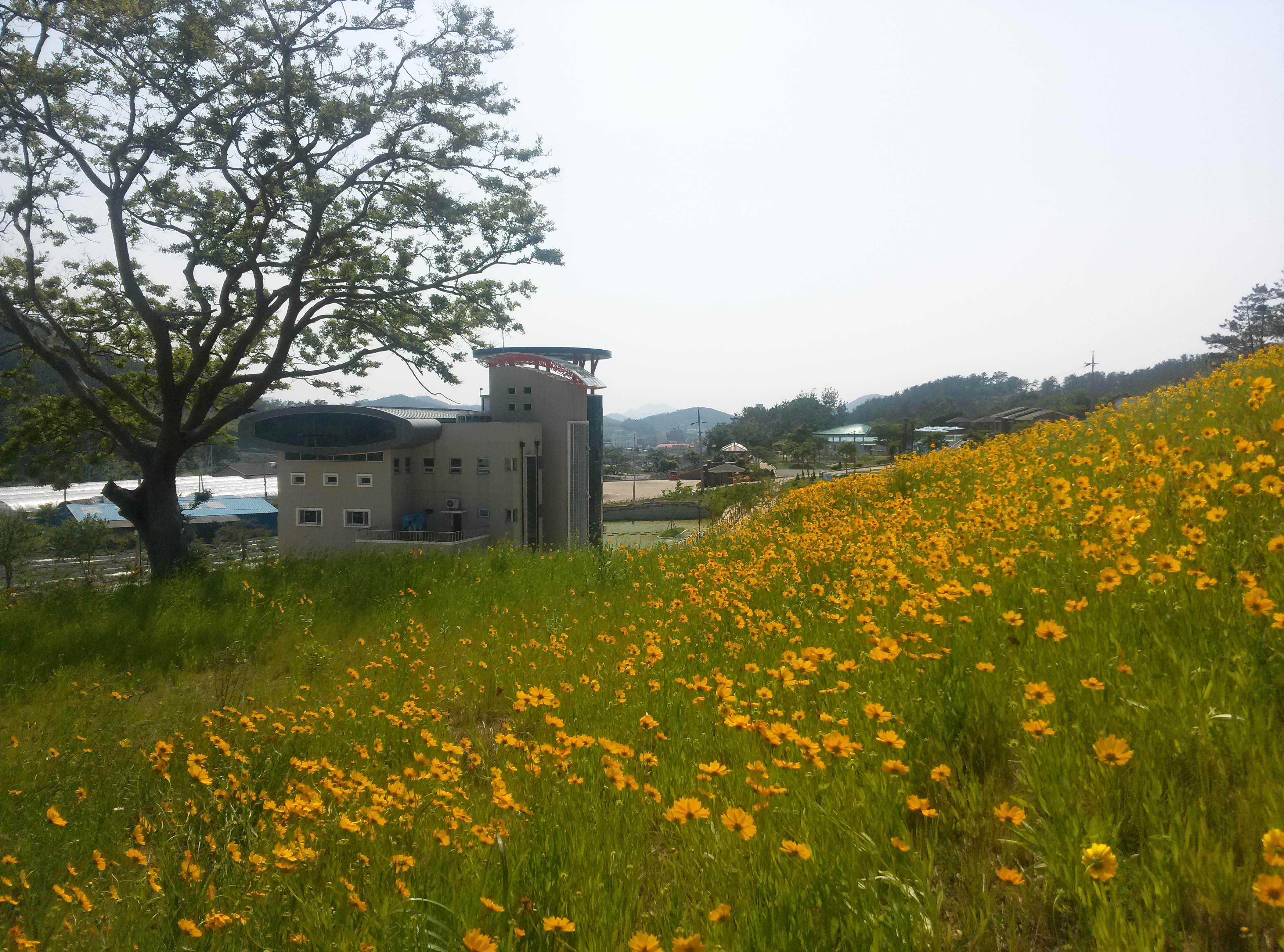 진도개 테마파크의  금계국 첨부#3