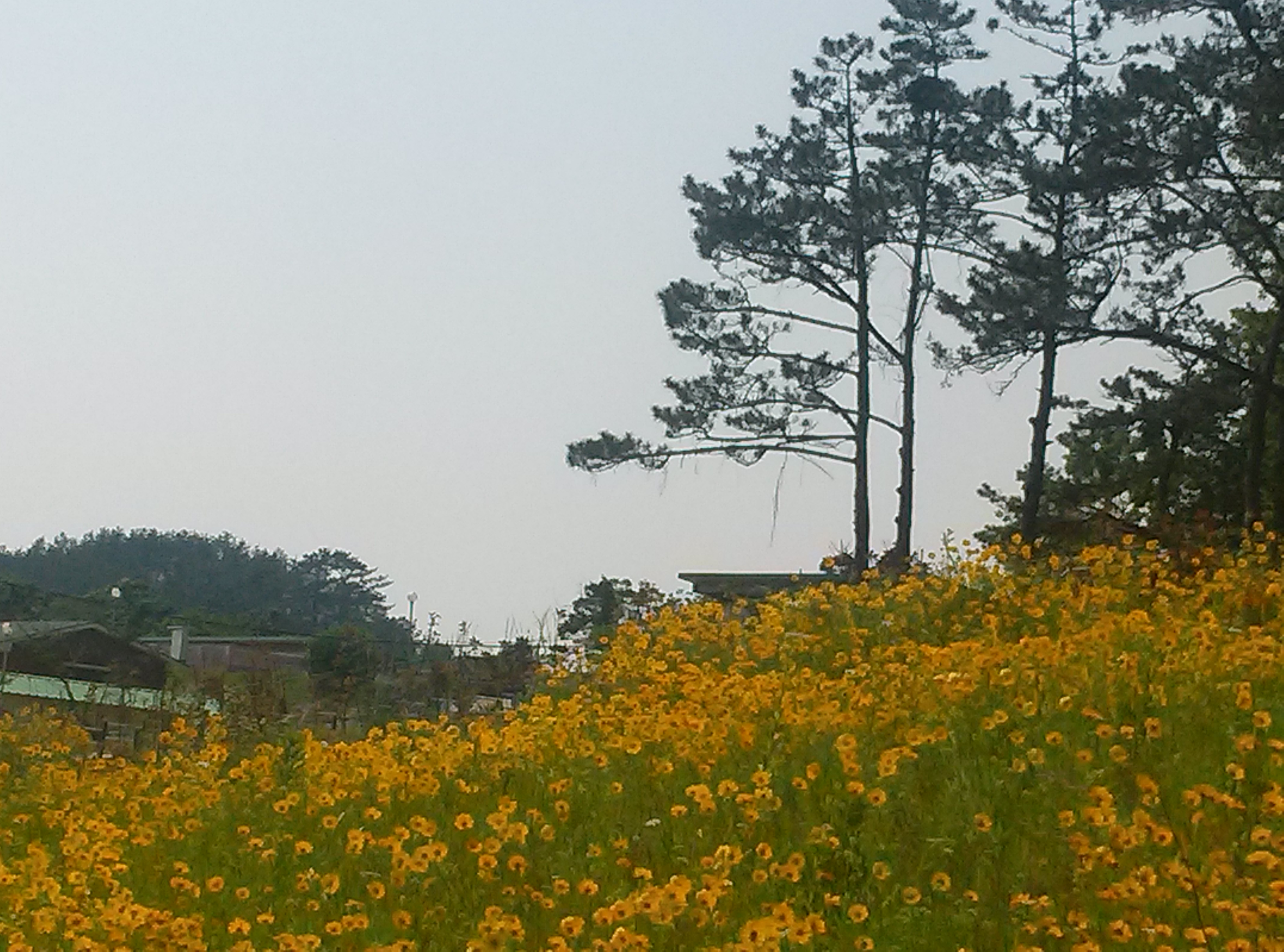 진도개 테마파크의  금계국 첨부#4