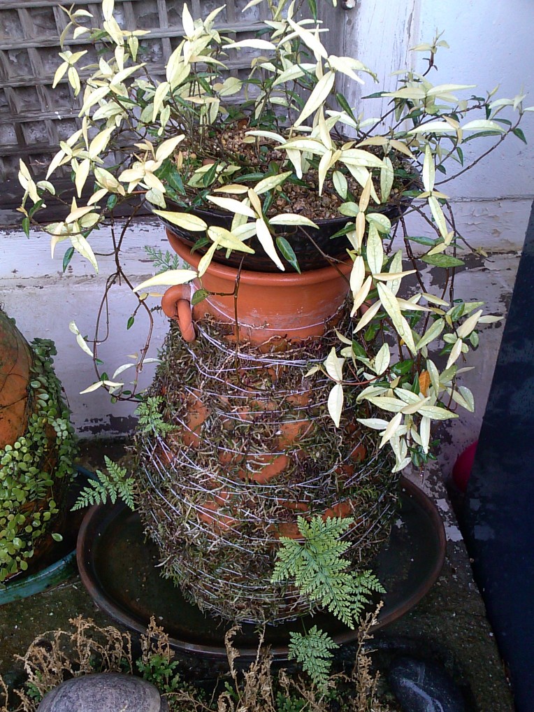 진도 창마삭 이미지