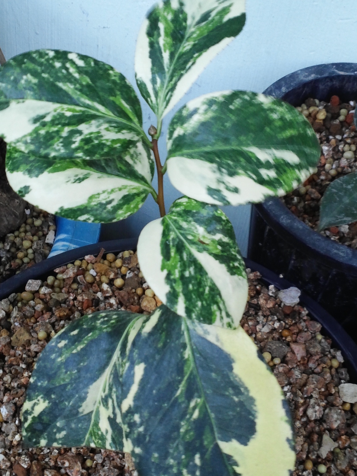 동백유원 이미지