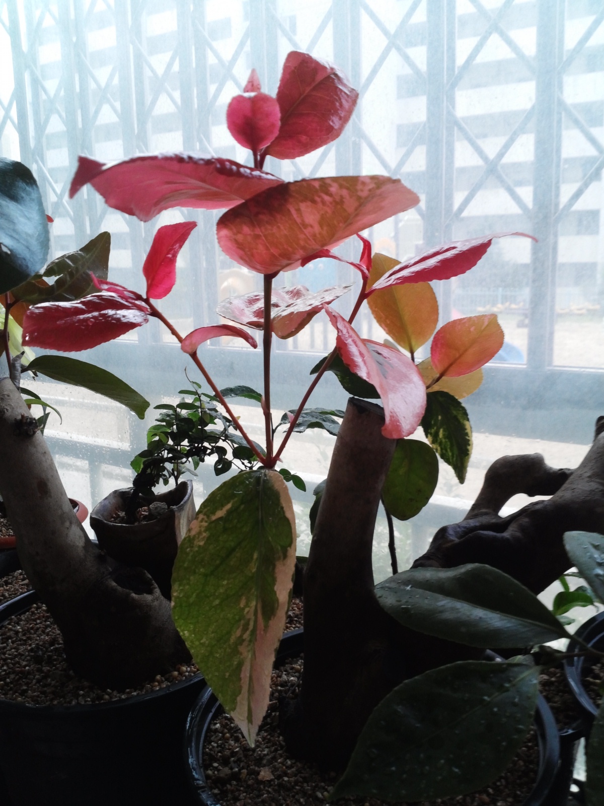 동백점목 2차순올라옵니다. 이미지