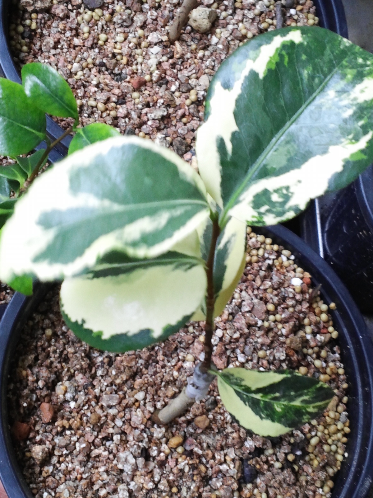 유원동백 이미지