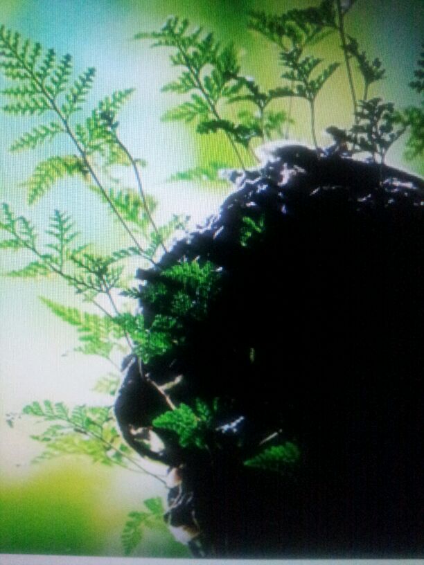 넉줄고사리 이미지