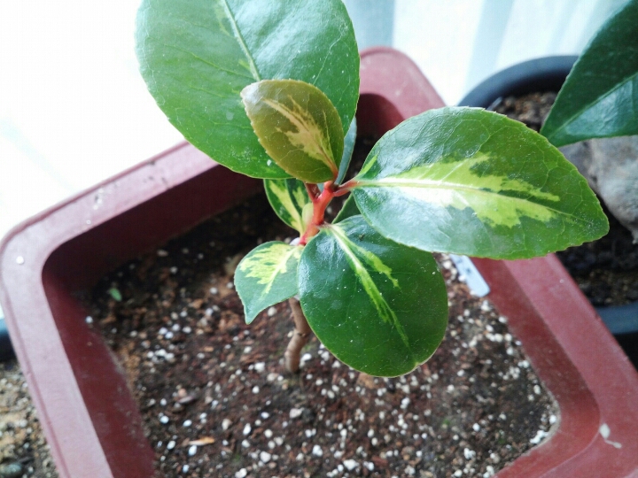 무안중투 이미지