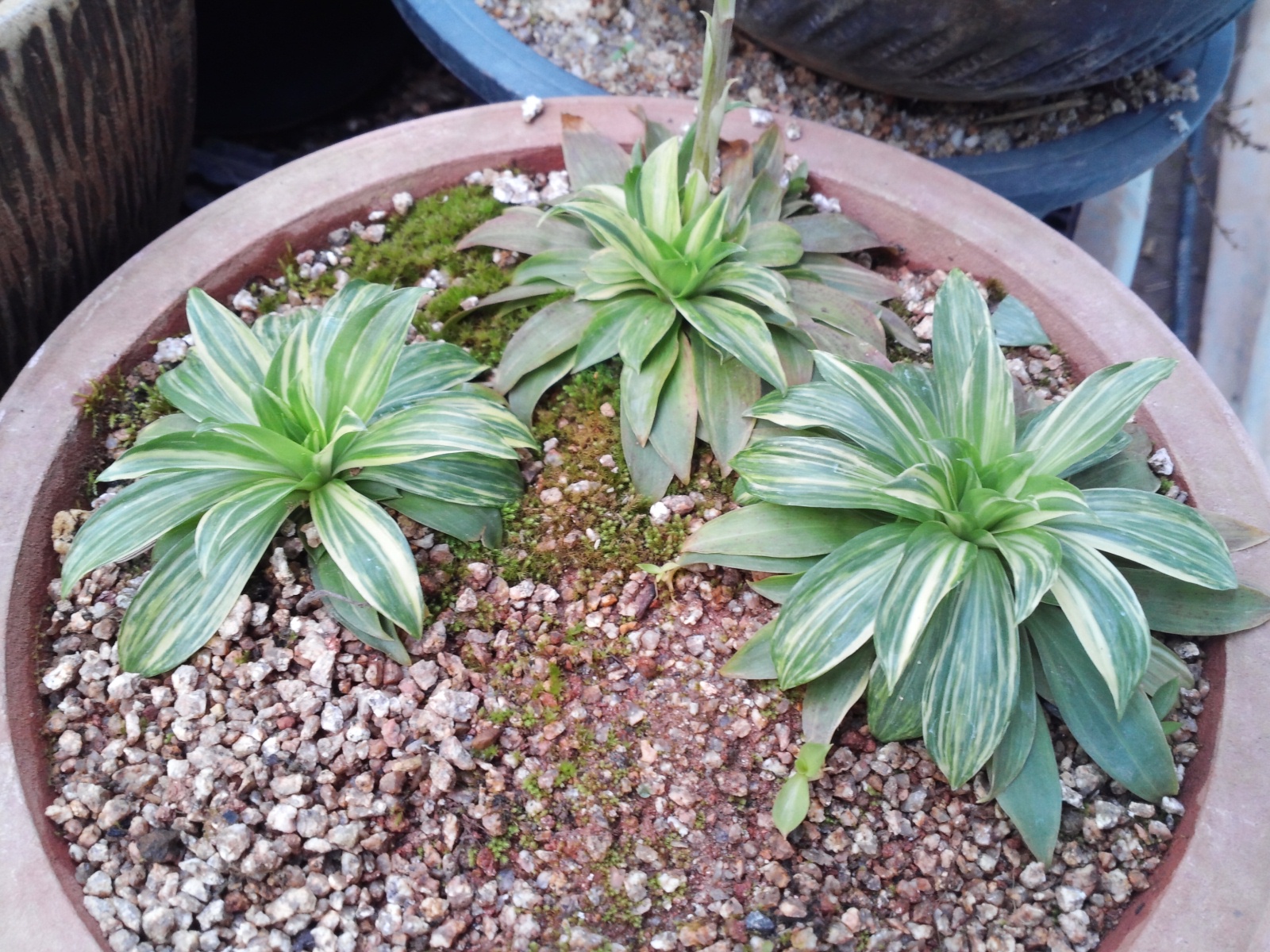 처녀치마 이미지