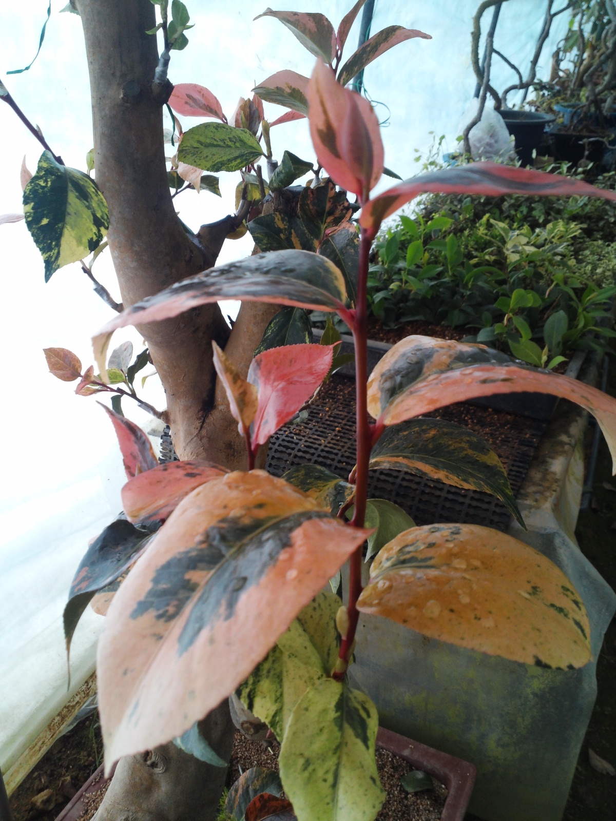 아름다운 무늬동백 이미지