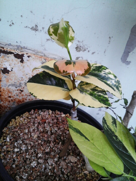 진도동백 이미지