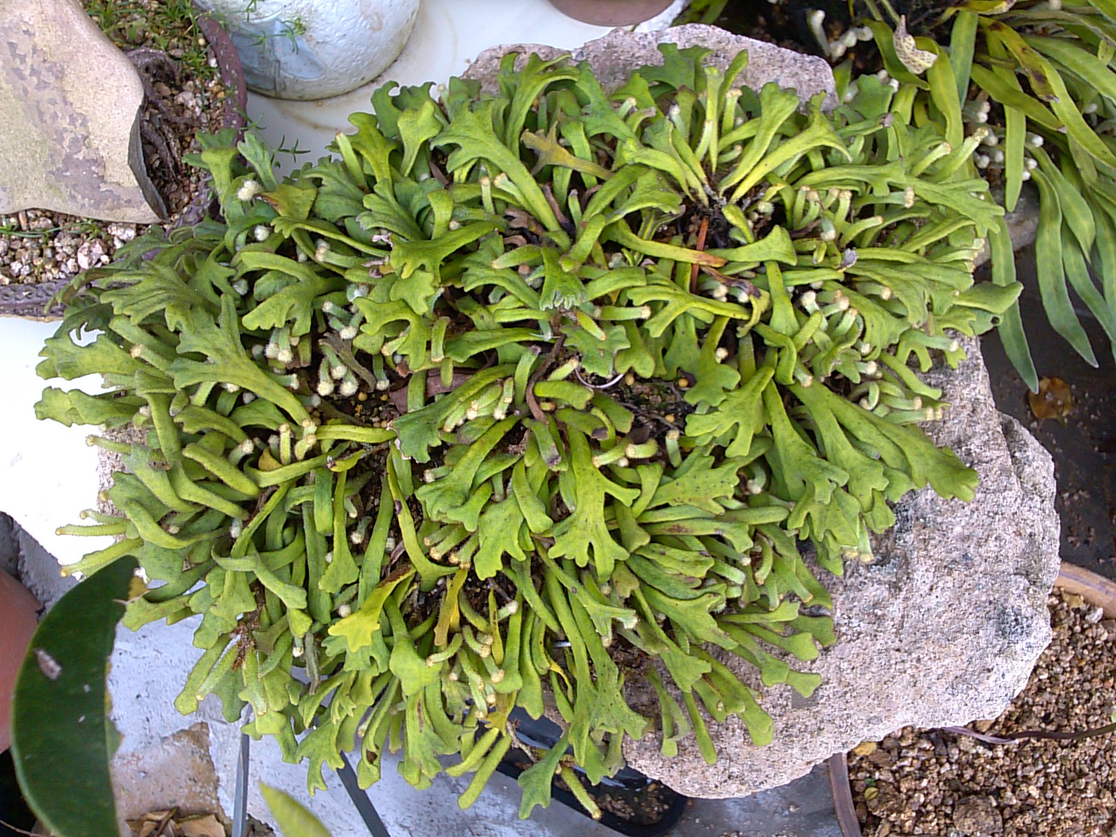 우단 사자머리 일엽초 이미지