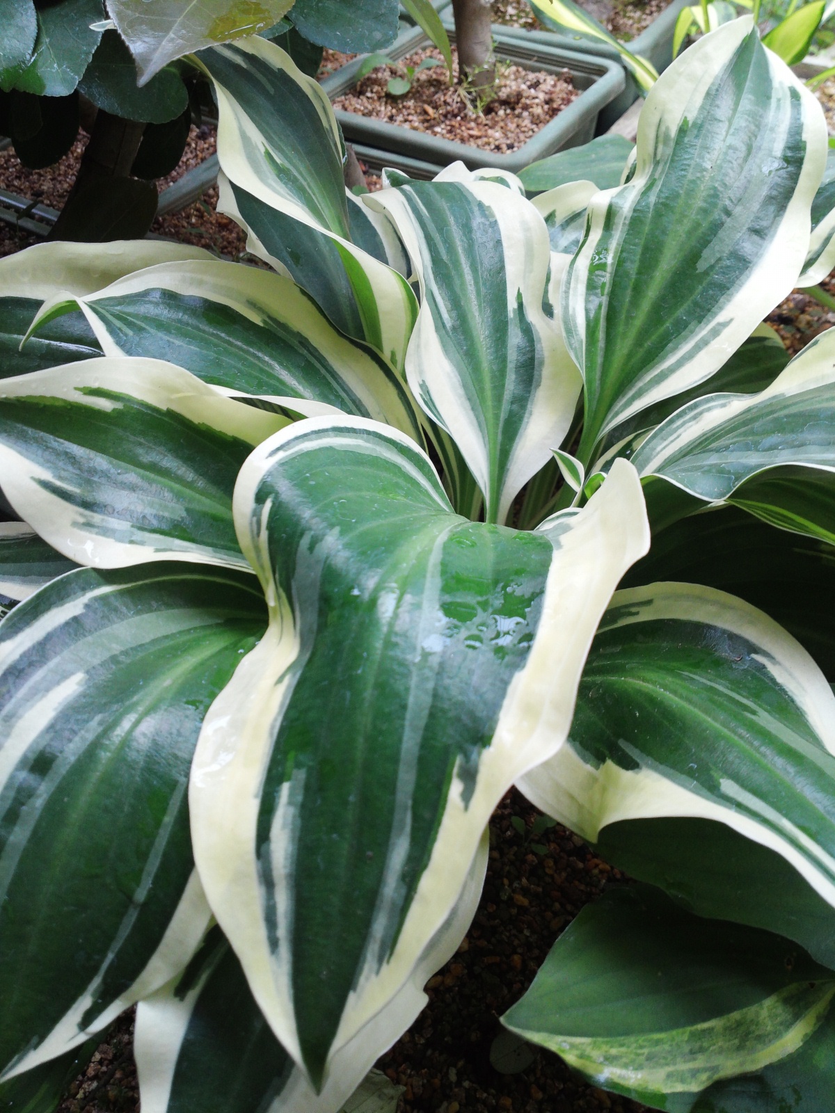 흑산도비비추 이미지