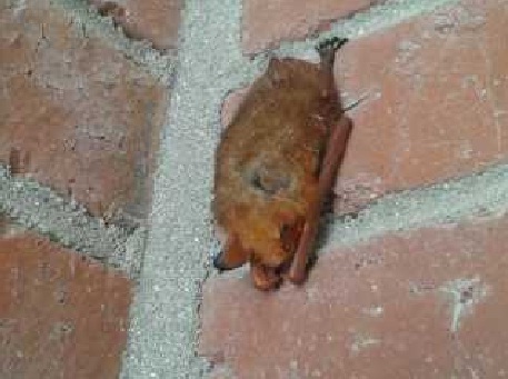 황금박쥐, 진도고에 날아 왔네 이미지