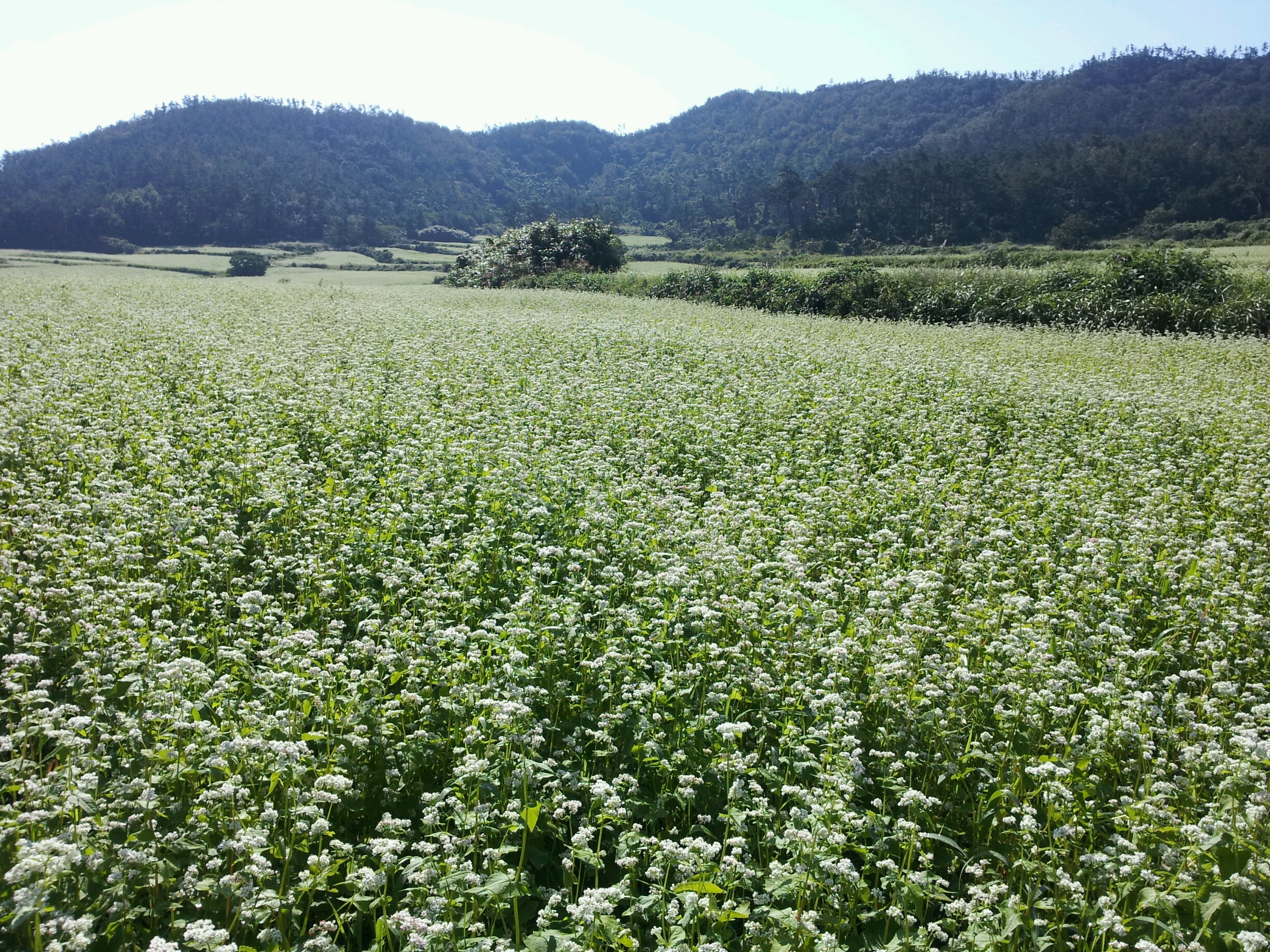 관매도 메밀천지! 이미지