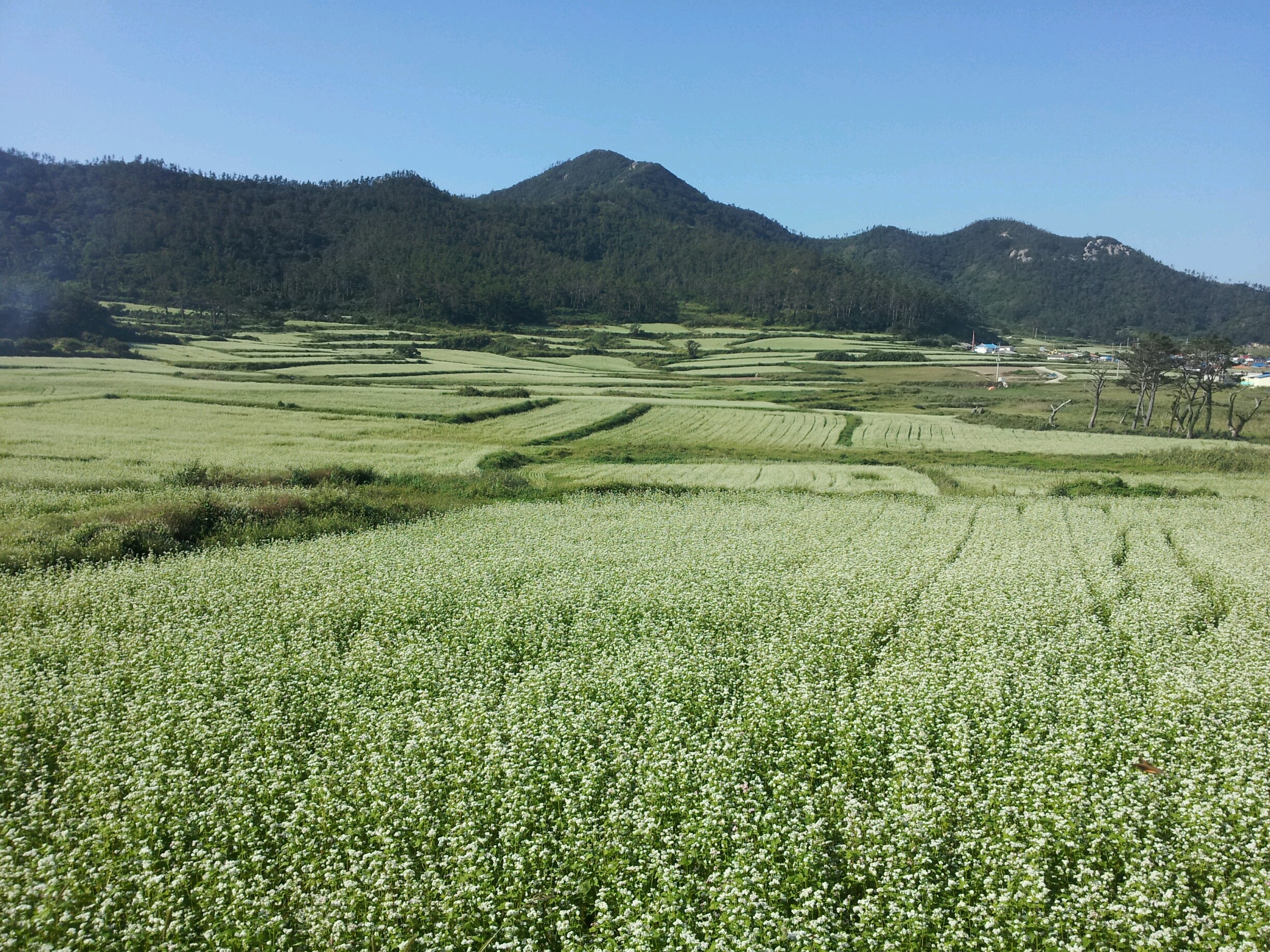 관매도 메밀천지! 첨부#2