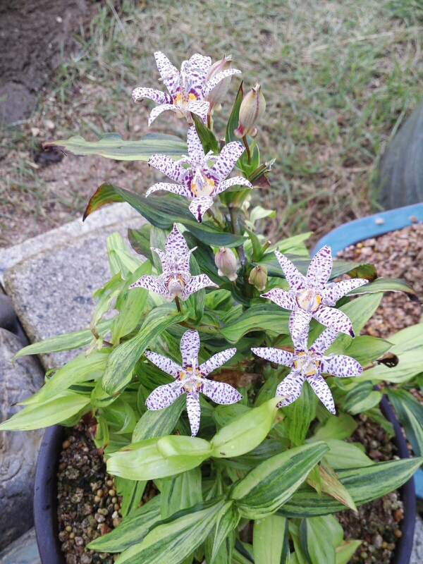 뻑국나리 이미지