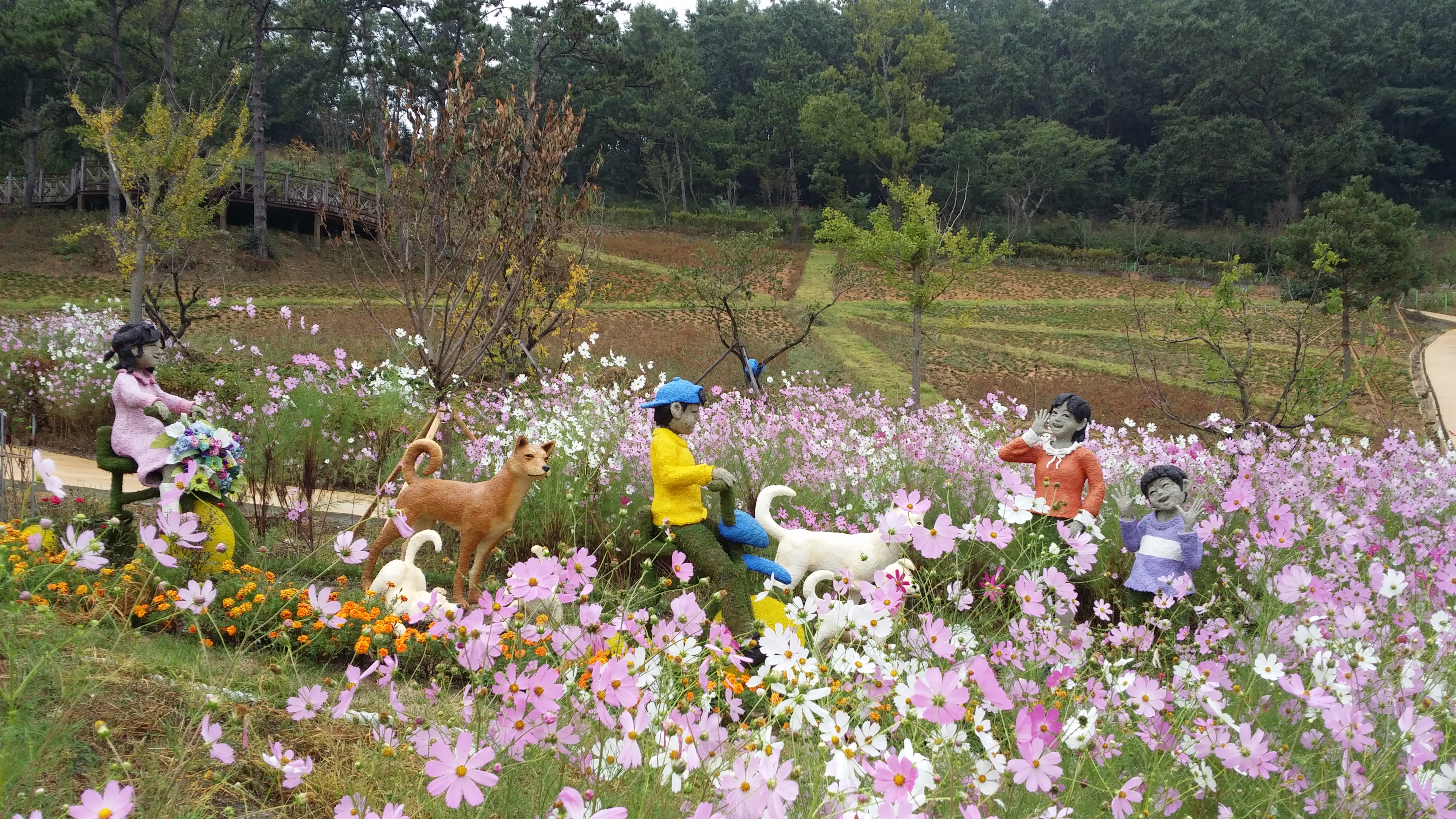 진도개테마파크내(토피어리와 코스모스) 이미지