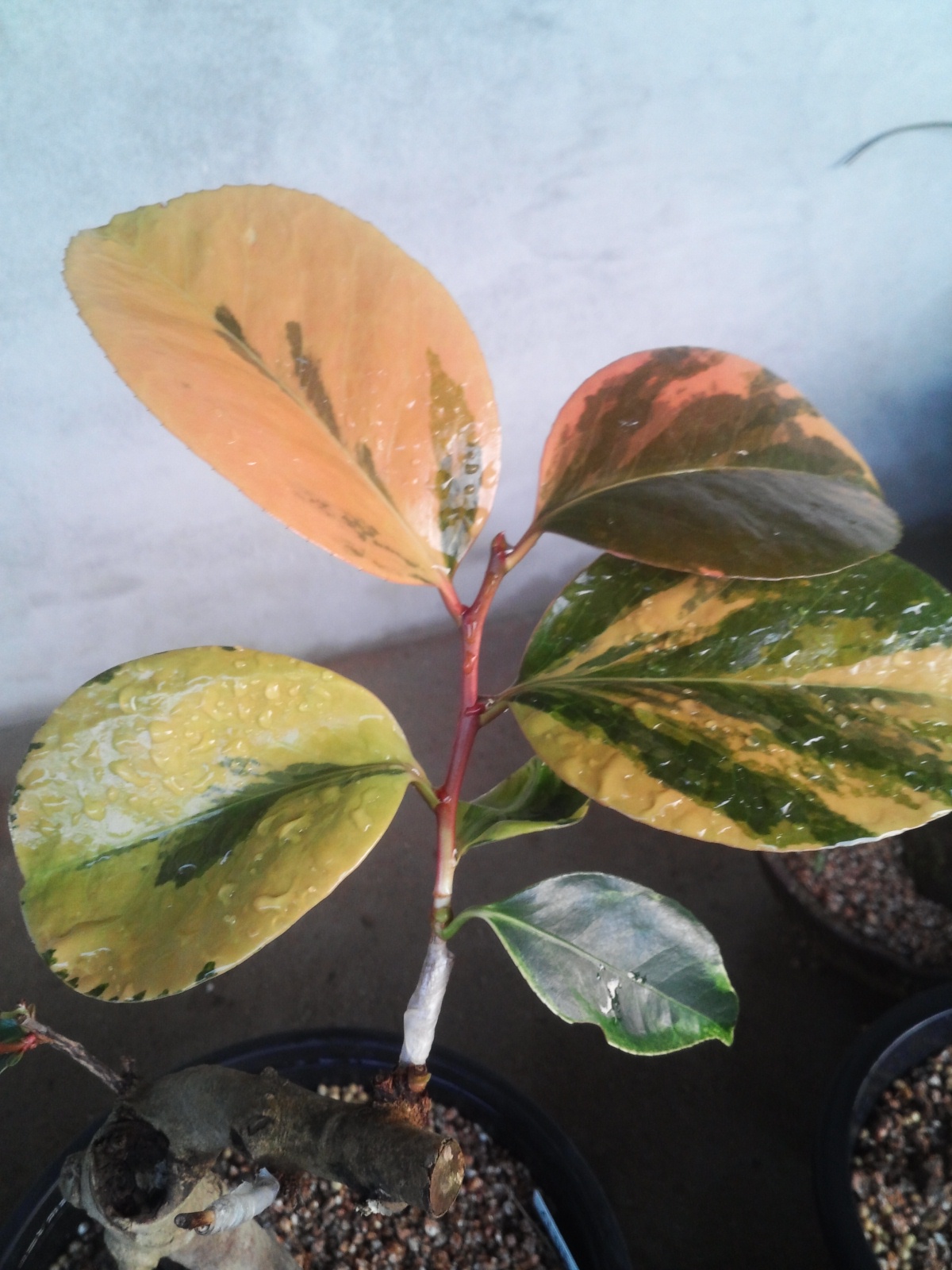 동백무늬종 이미지