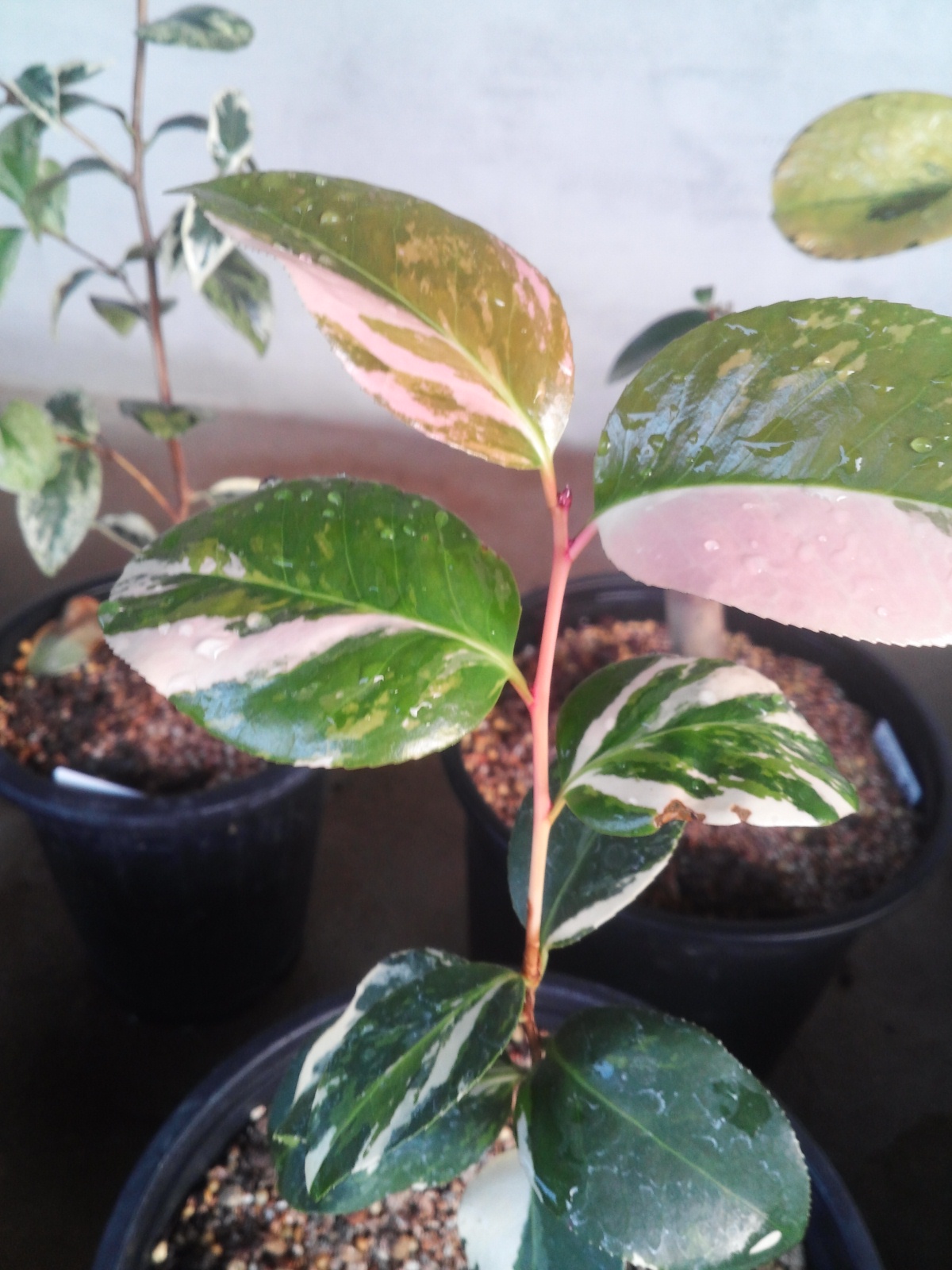 진도산 동백무늬종 이미지