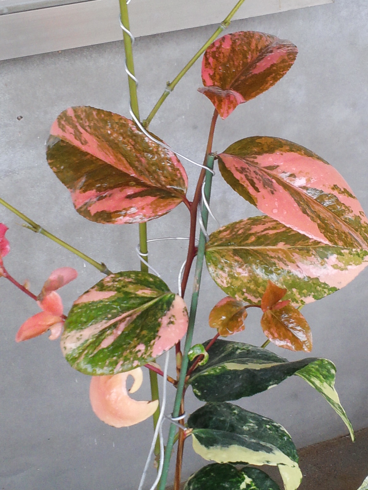 동백무늬종 이미지