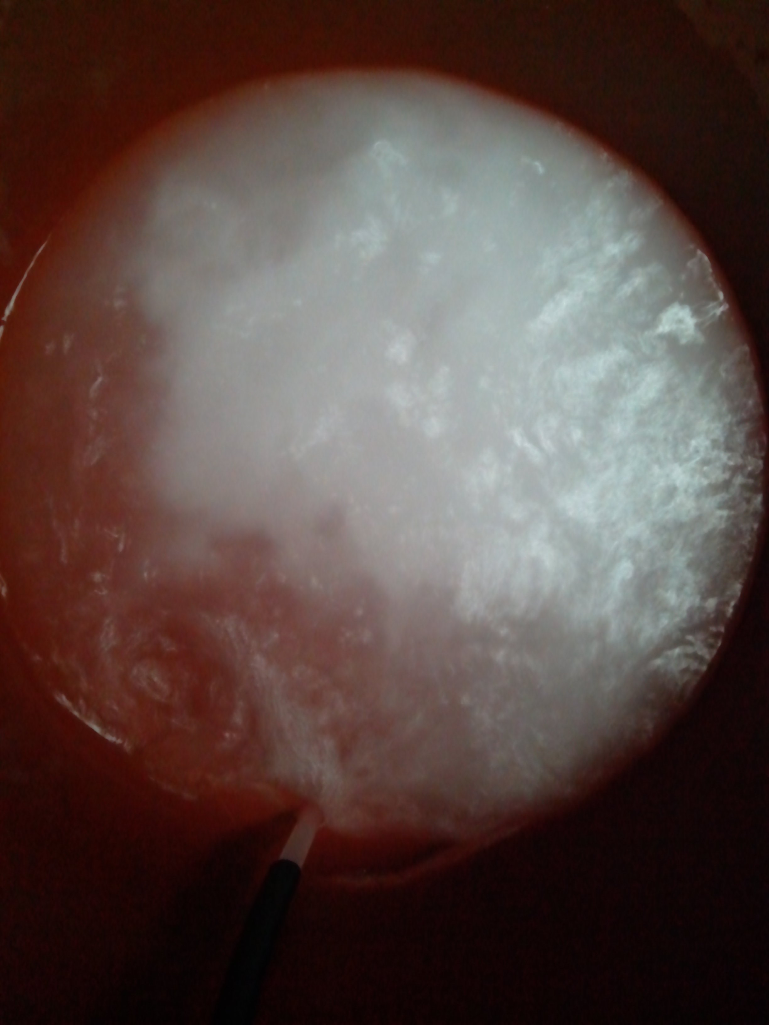 의신면 어르신위안잔치 현장 첨부#5