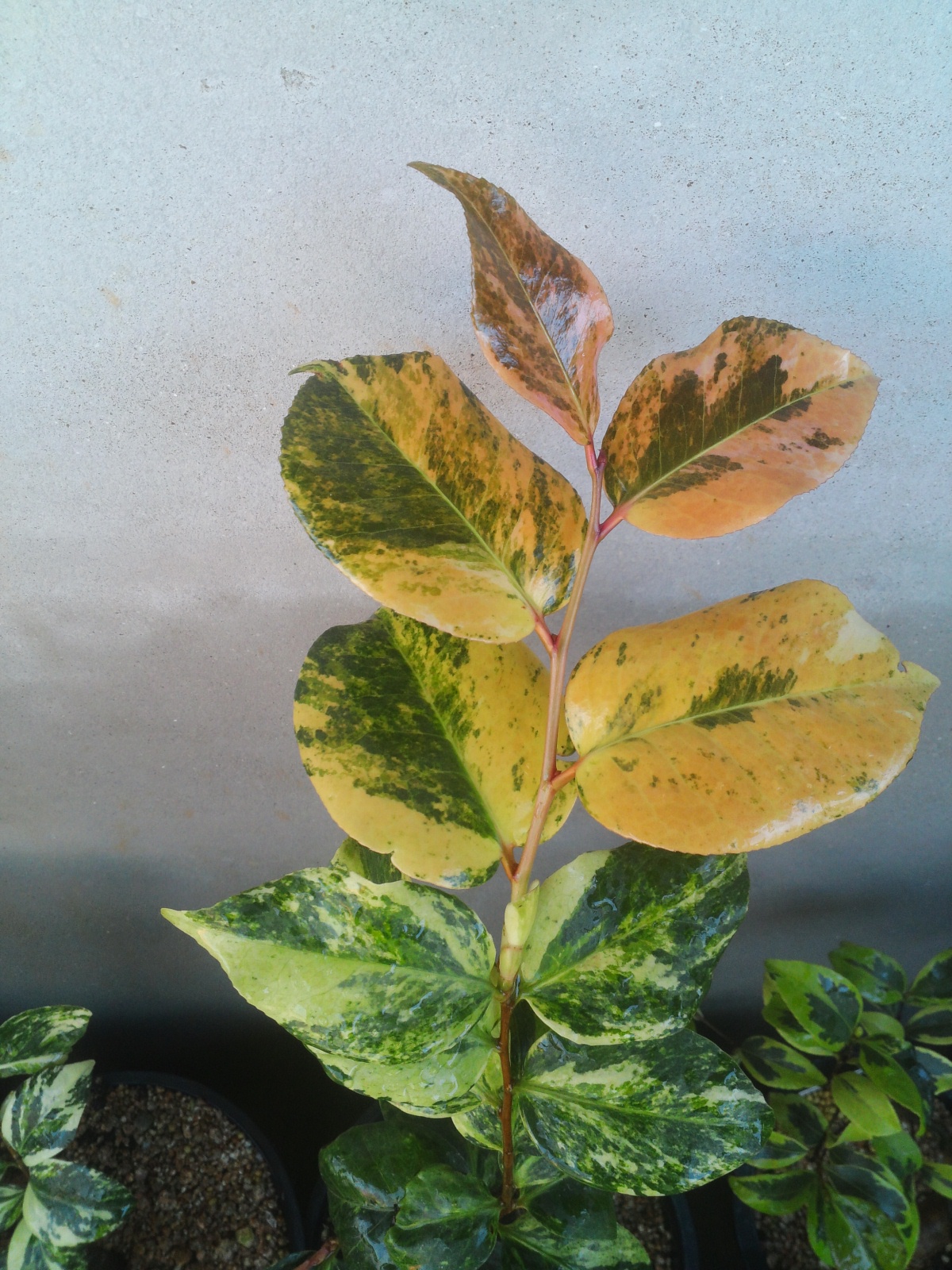 동백무늬종 (바람)입니다. 이미지