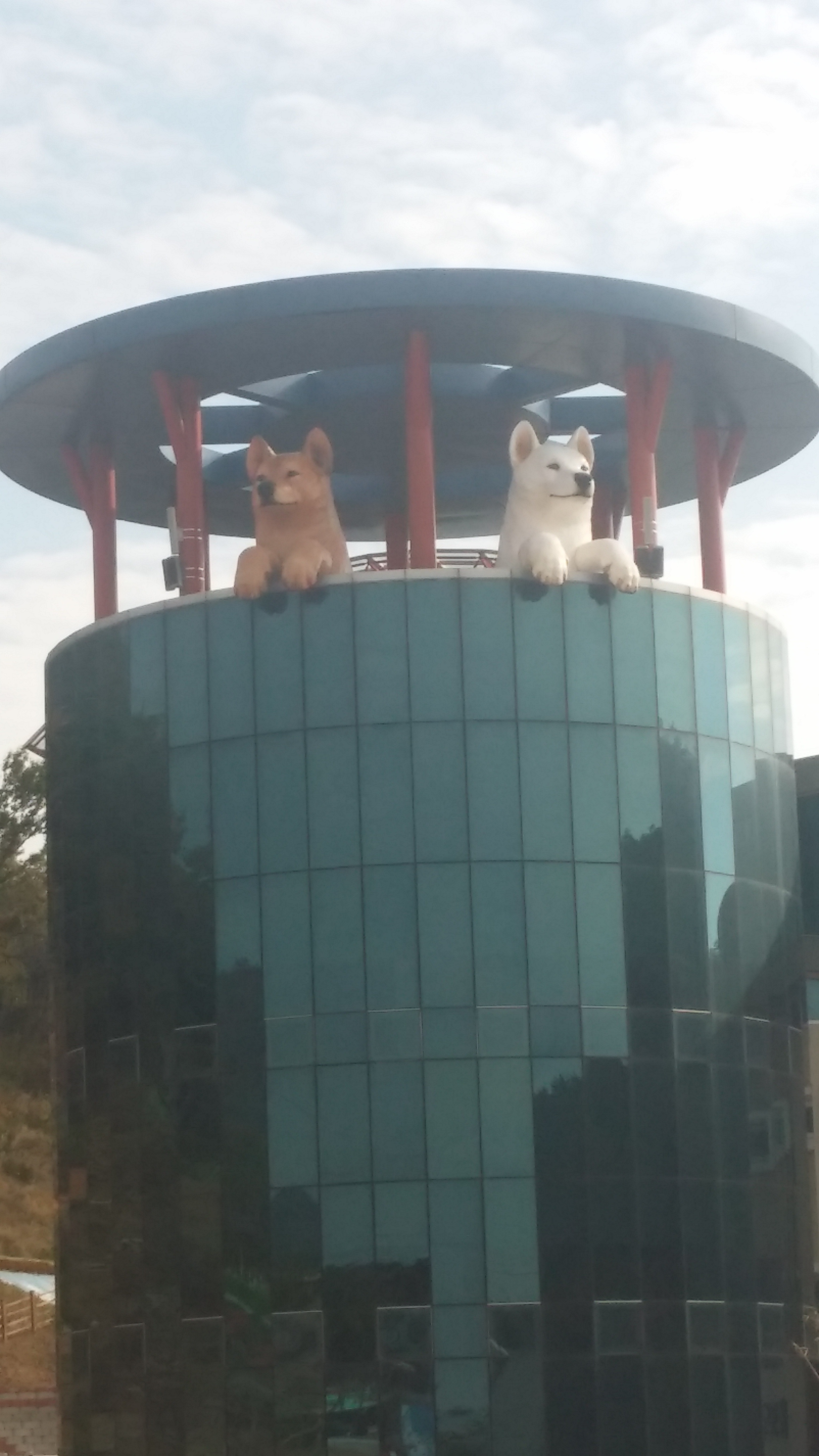 옥상에서 포즈를 취하고 있는 진도개???? 이미지